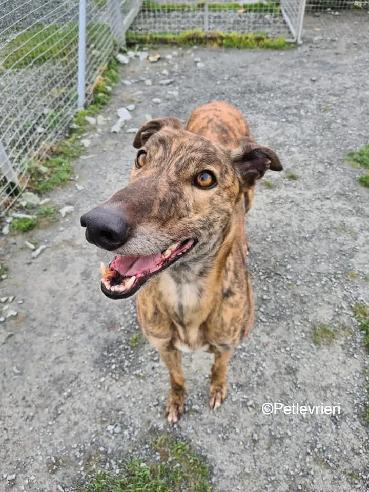 Sandy adozione levrieri greyhound 2
