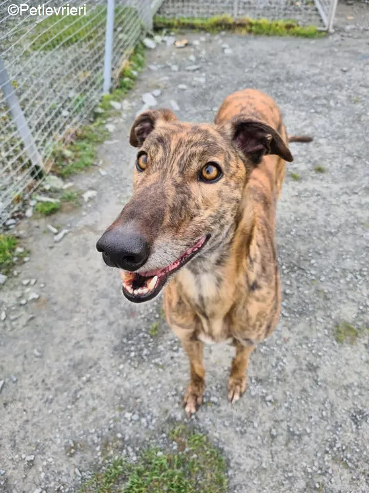 Sandy adozione levrieri greyhound 3