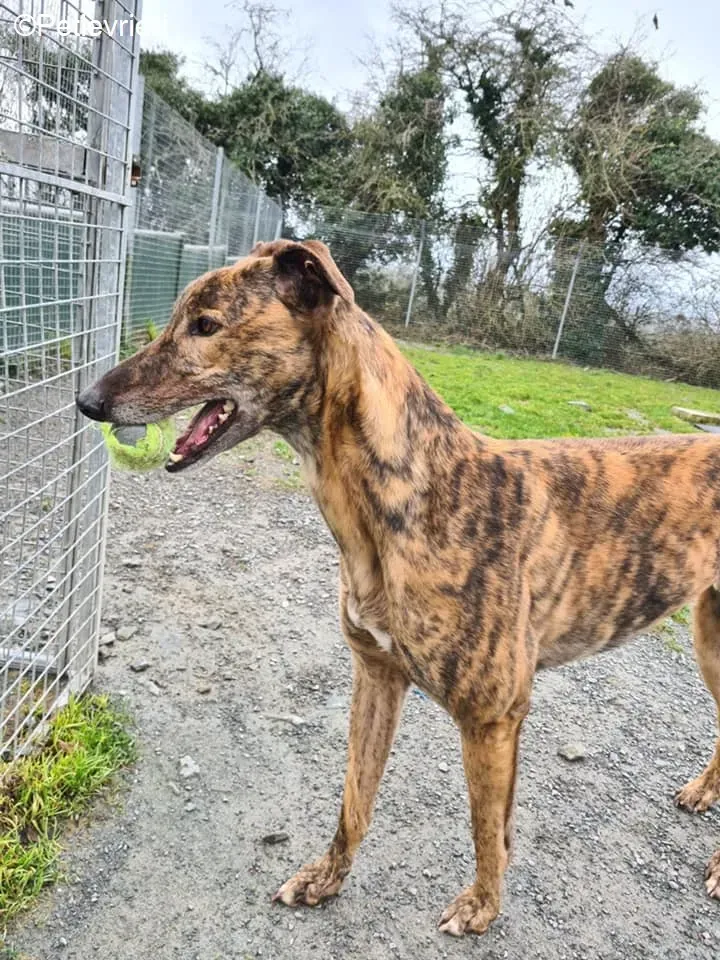 Sandy adozione levrieri greyhound 4