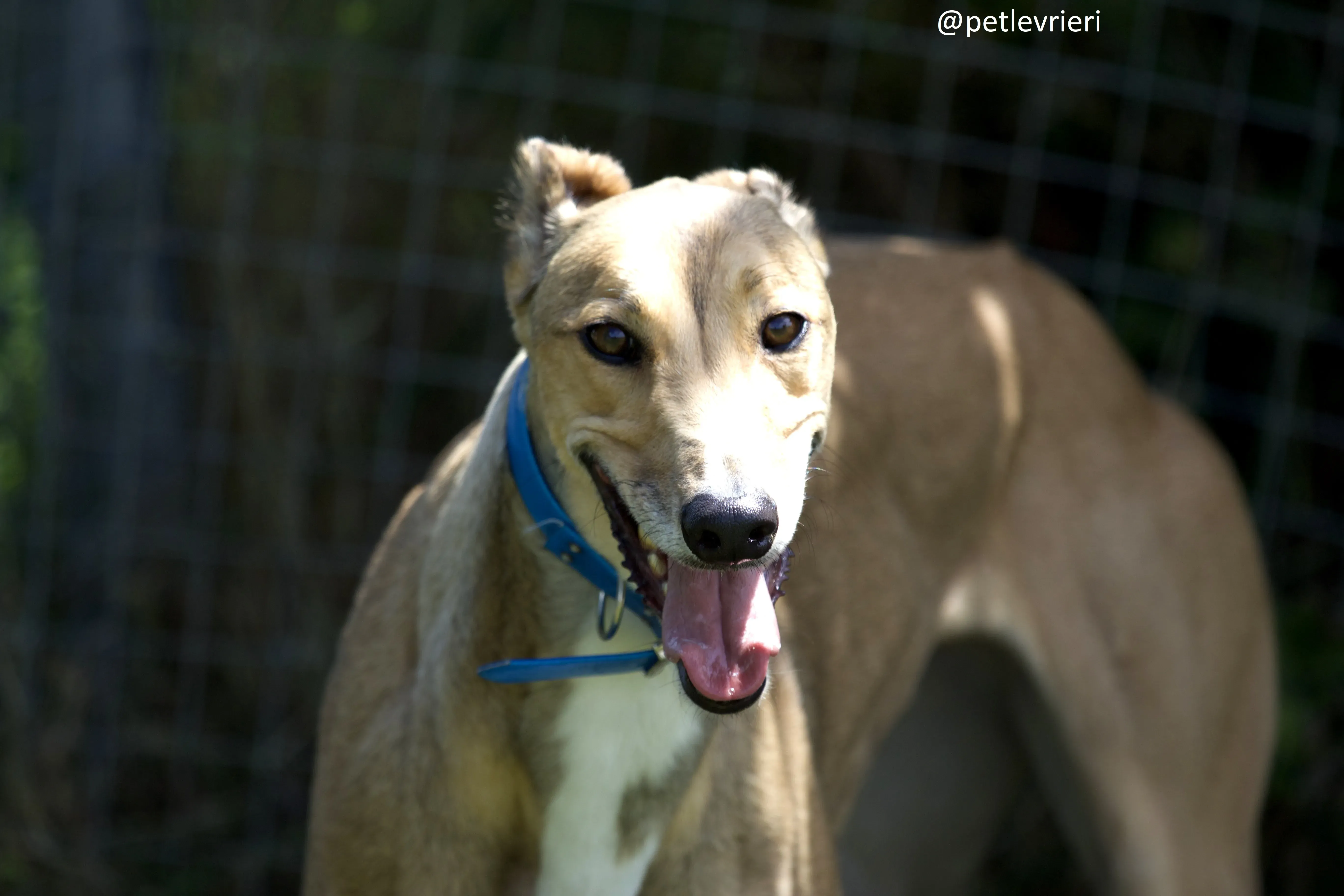 Sandy 1 Greyhound adozione levrieri