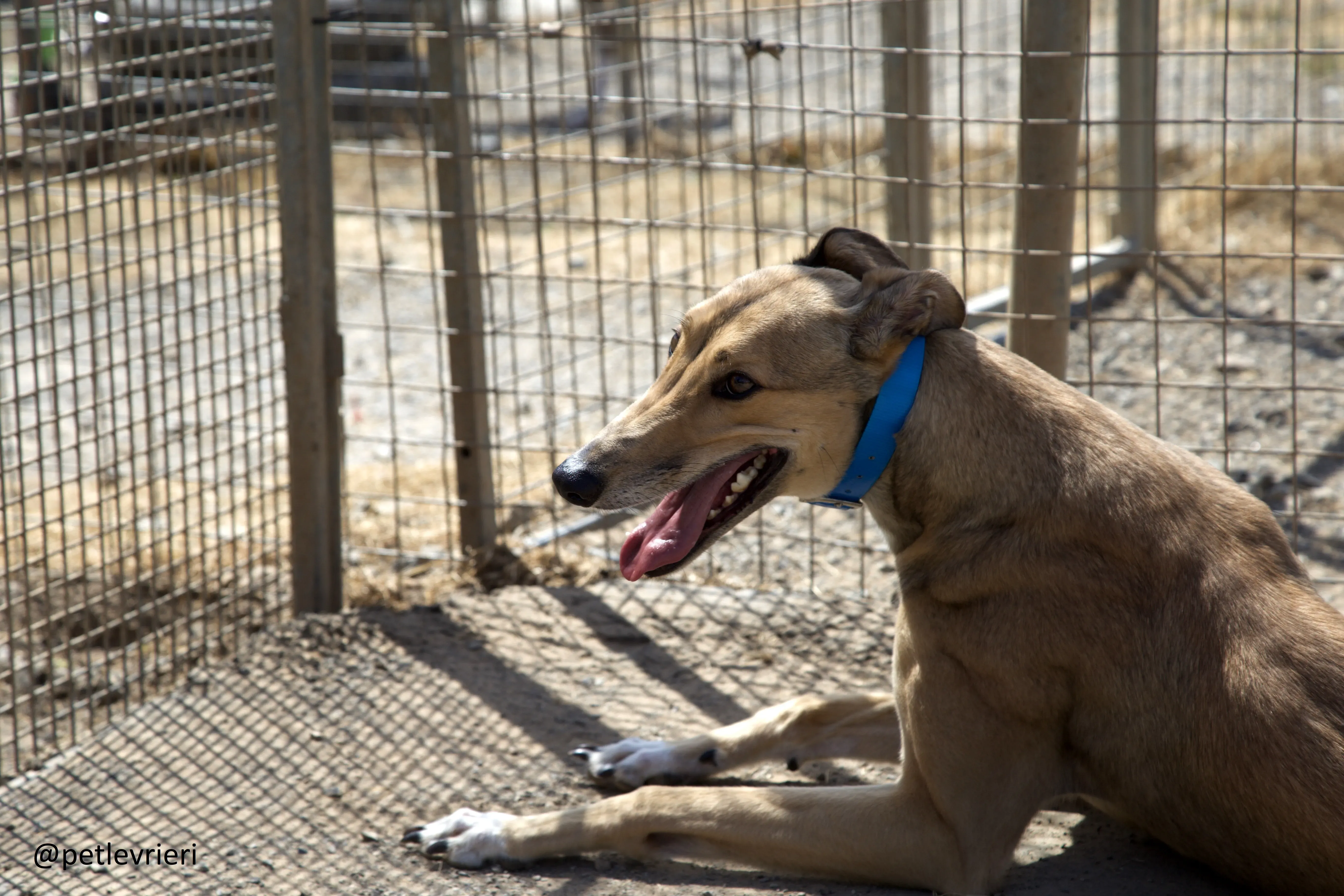 Sandy 2 Greyhound adozione levrieri.jpg