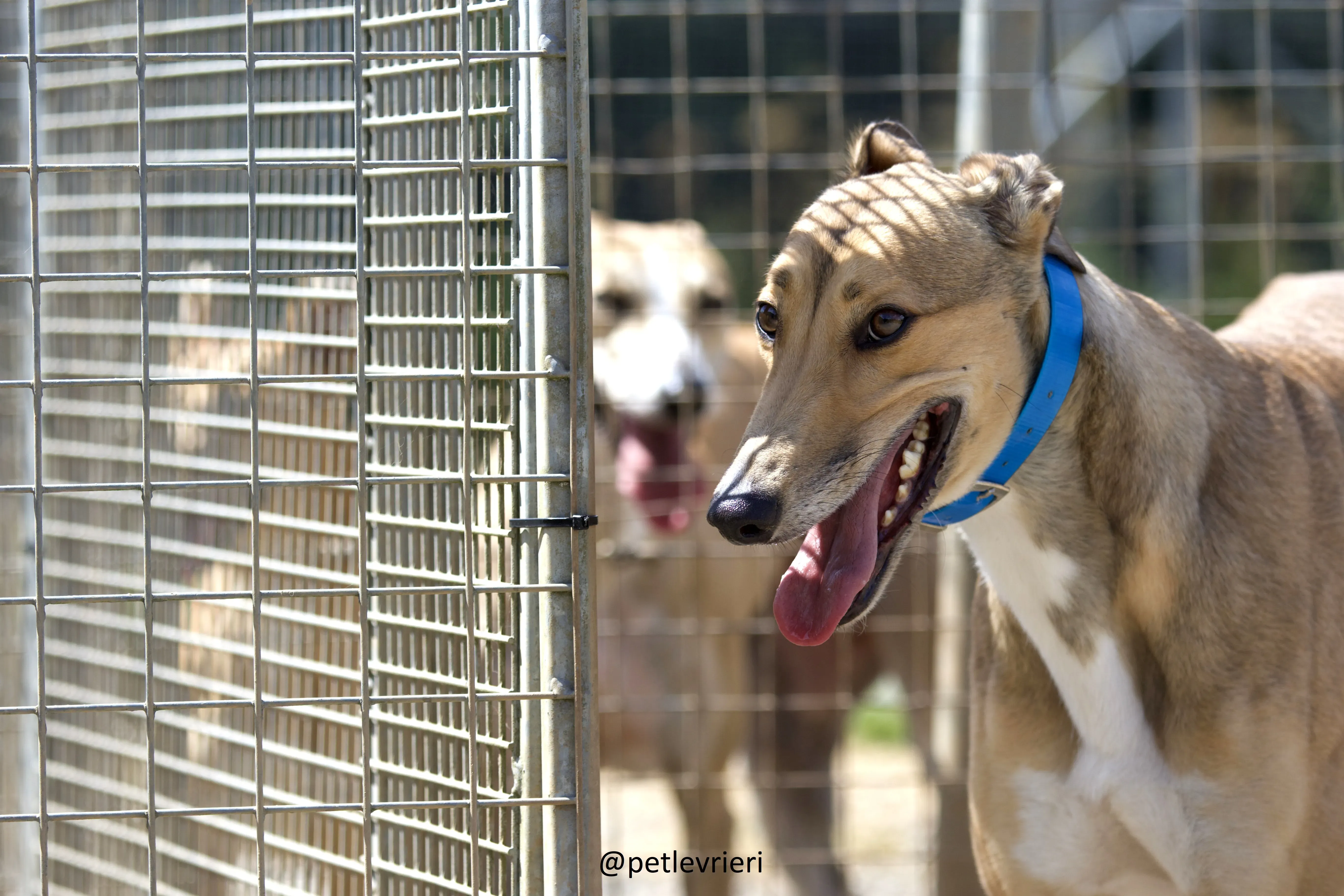 Sandy 3 Greyhound adozione levrieri.jpg