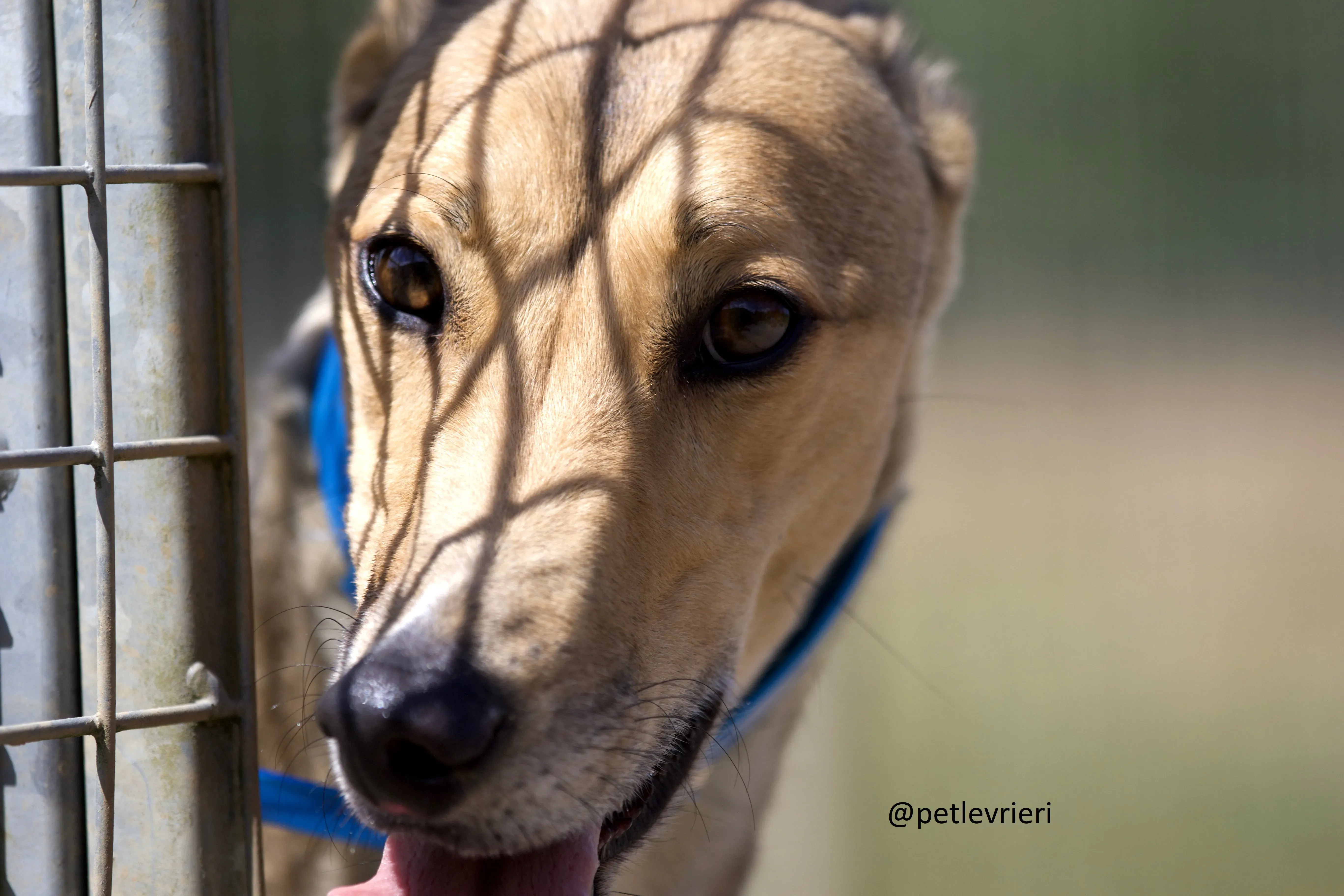 Sandy 4 Greyhound adozione levrieri.jpg