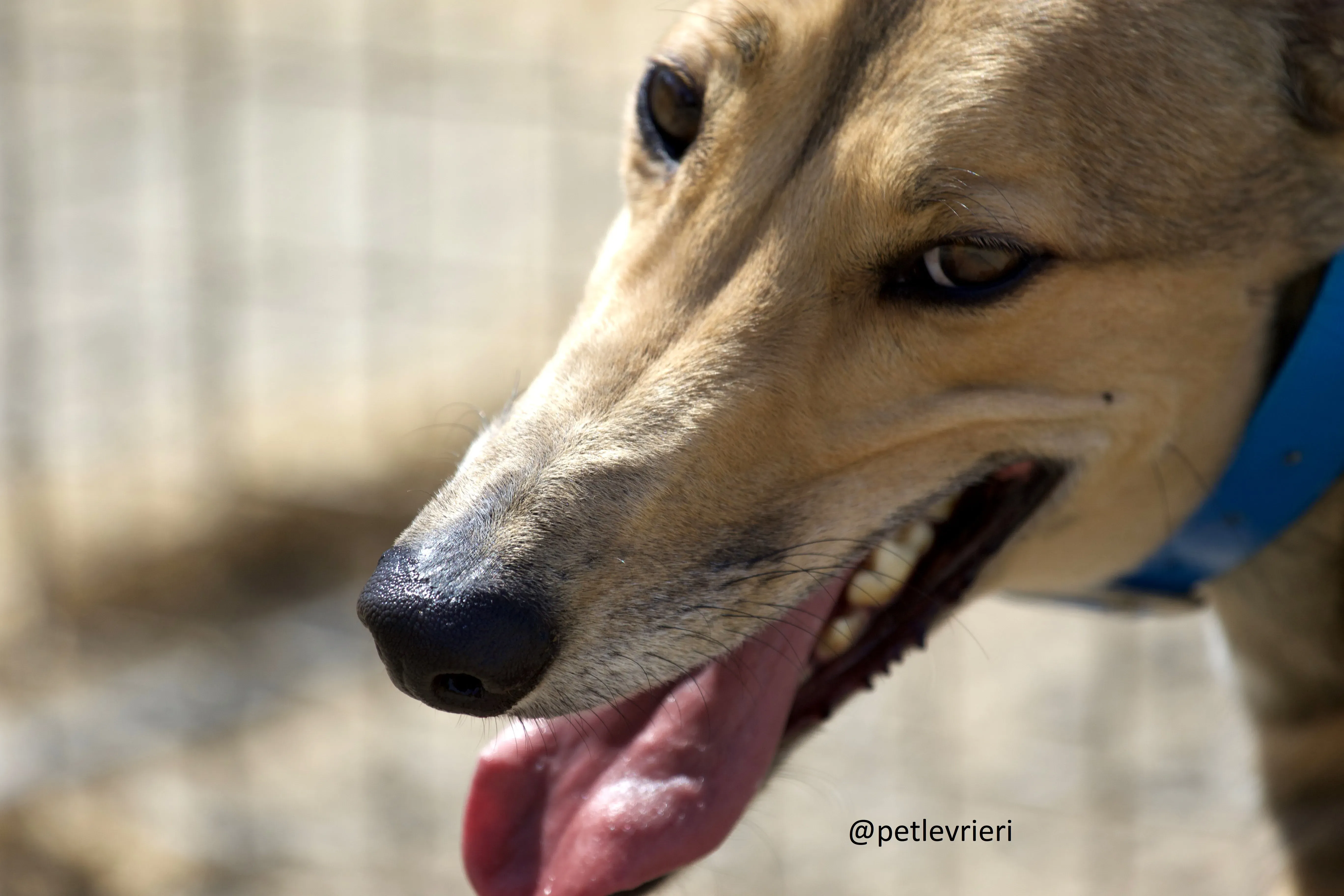 Sandy 5 Greyhound adozione levrieri.jpg