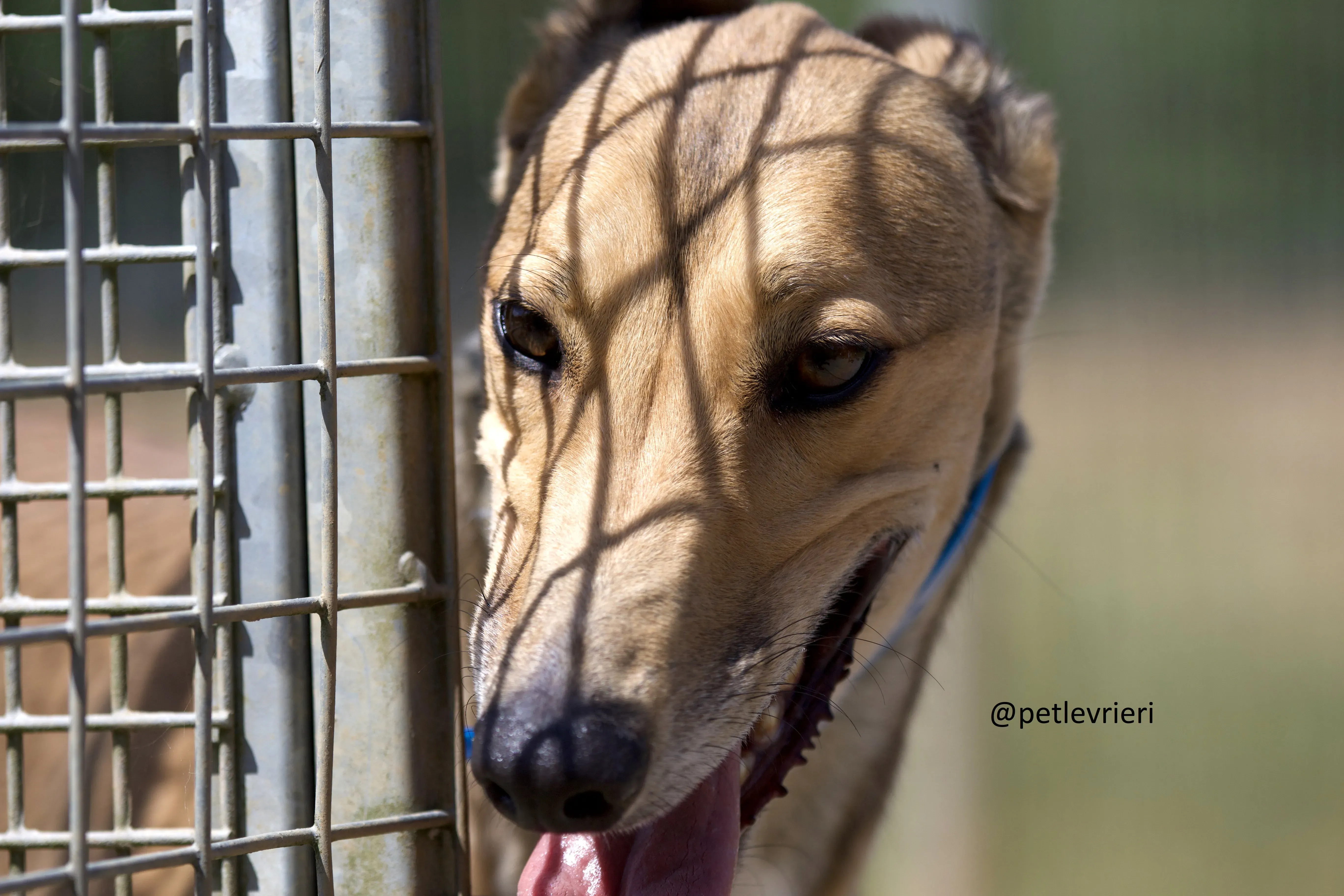 Sandy 6 Greyhound adozione levrieri