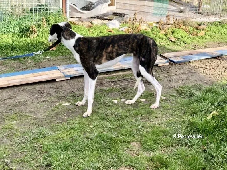 Sansa adozione levrieri galgo 05