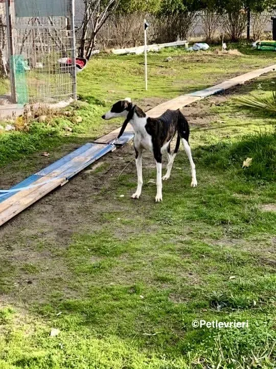 Sansa adozione levrieri galgo 06