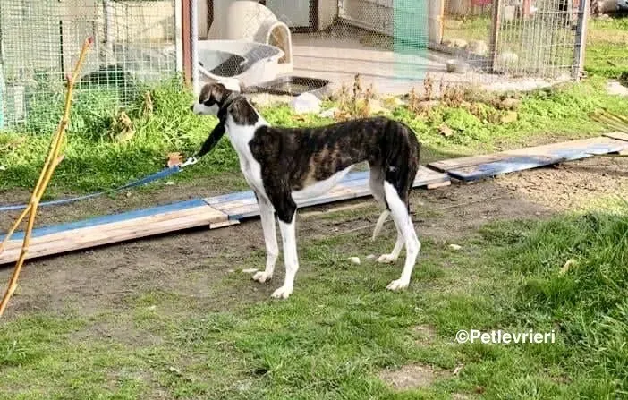 Sansa adozione levrieri galgo 07