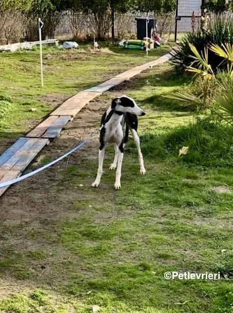 Sansa adozione levrieri galgo 08
