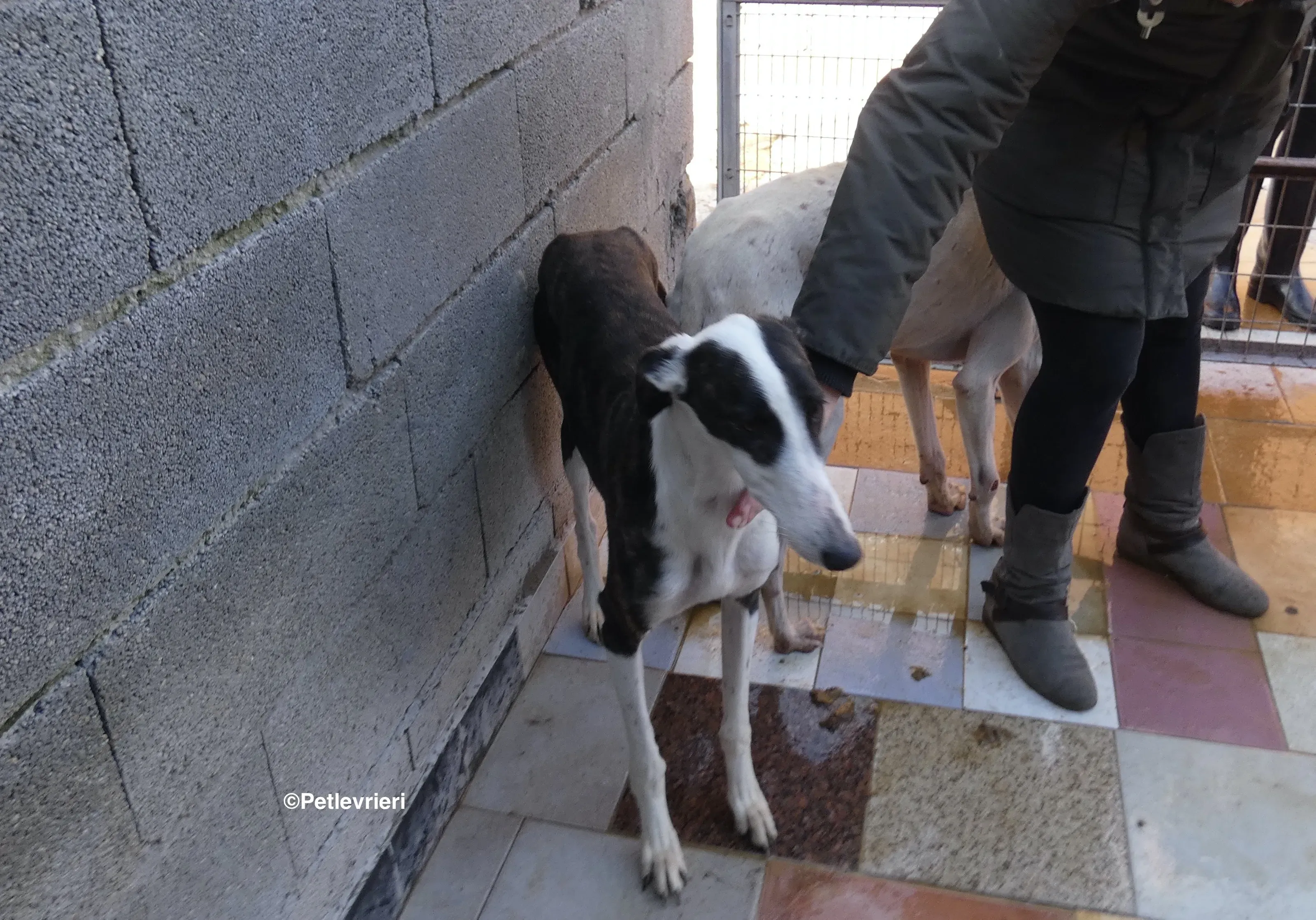 Sansa adozione levrieri galgo 09