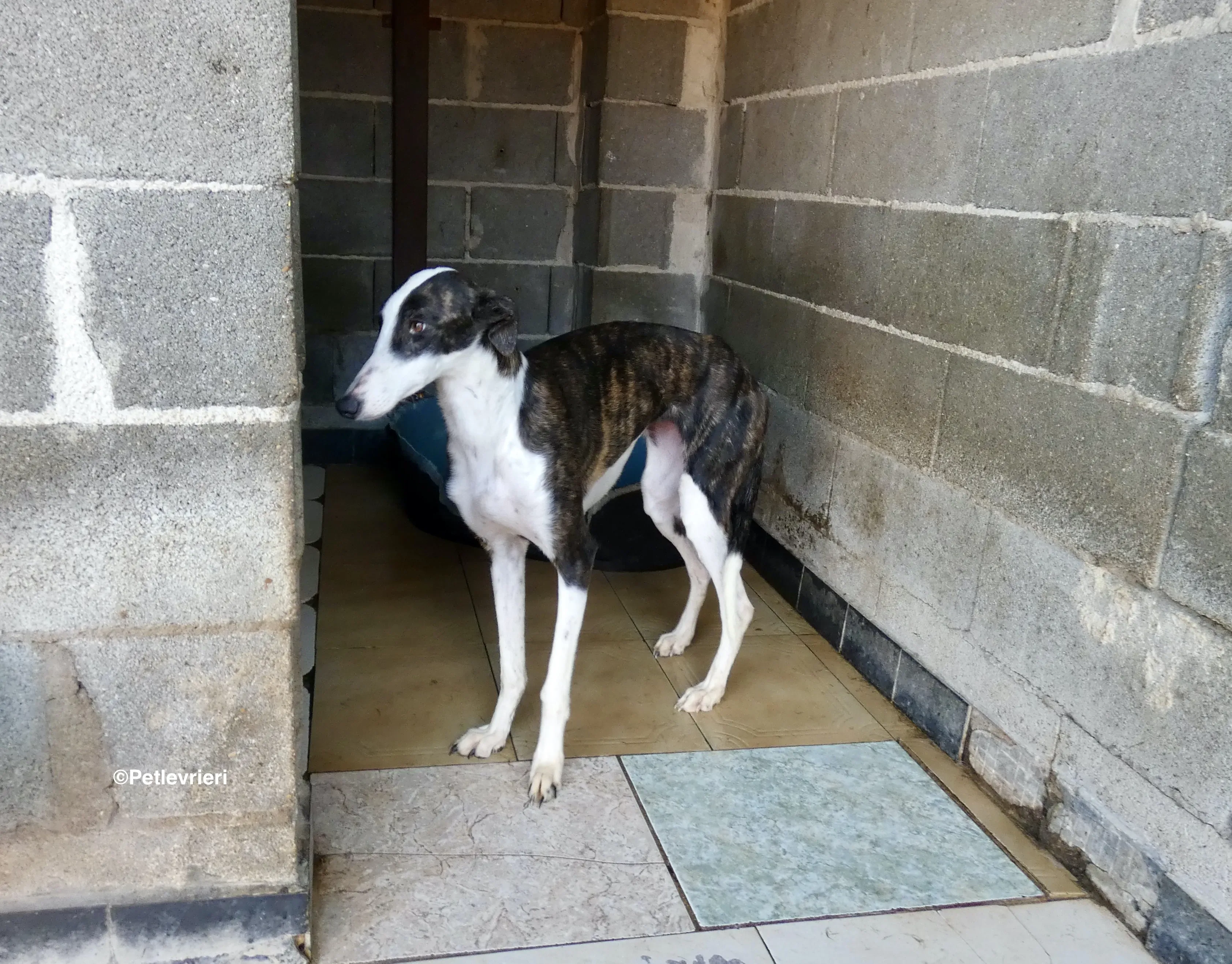 Sansa adozione levrieri galgo 10