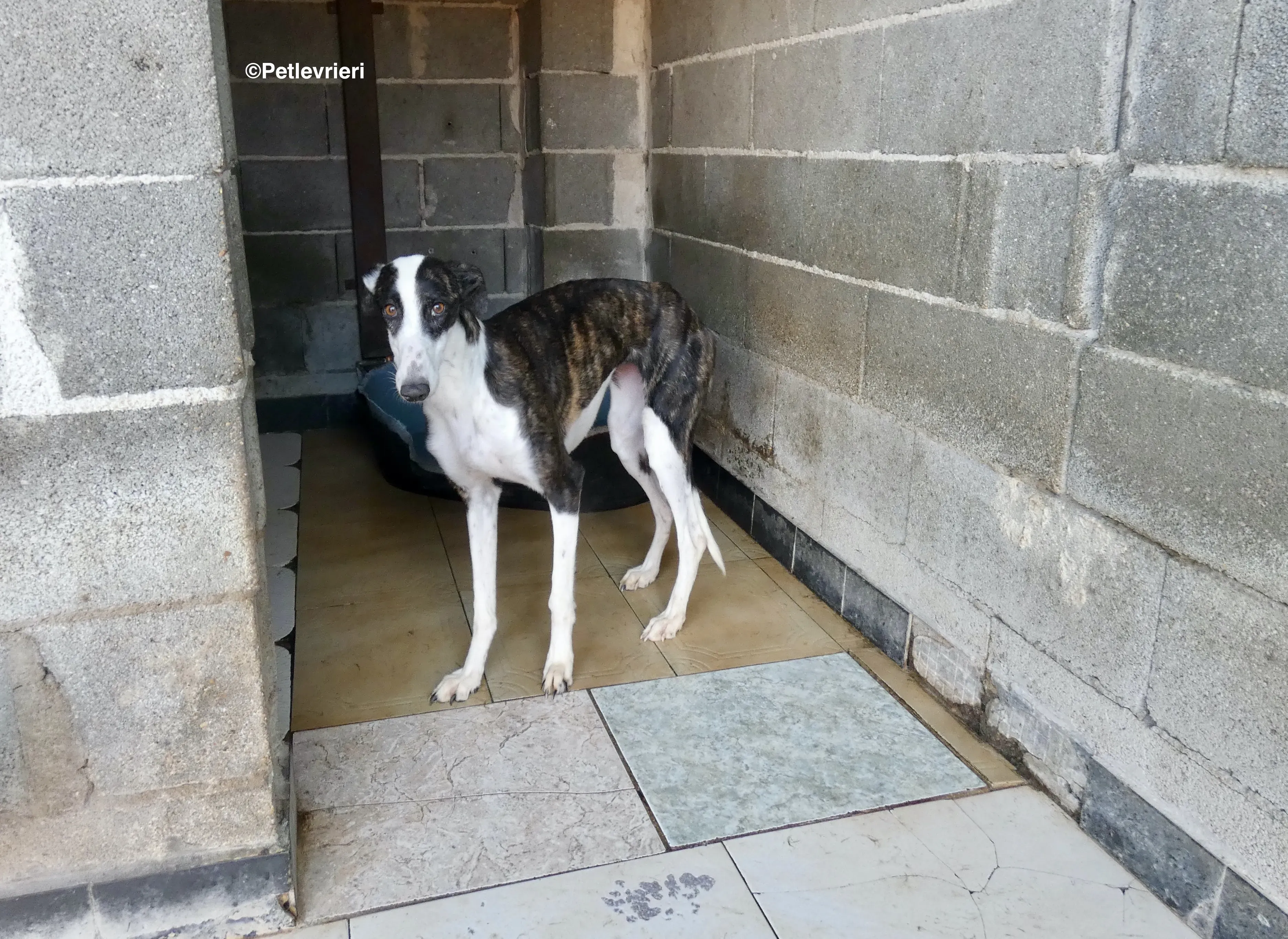 Sansa adozione levrieri galgo 11