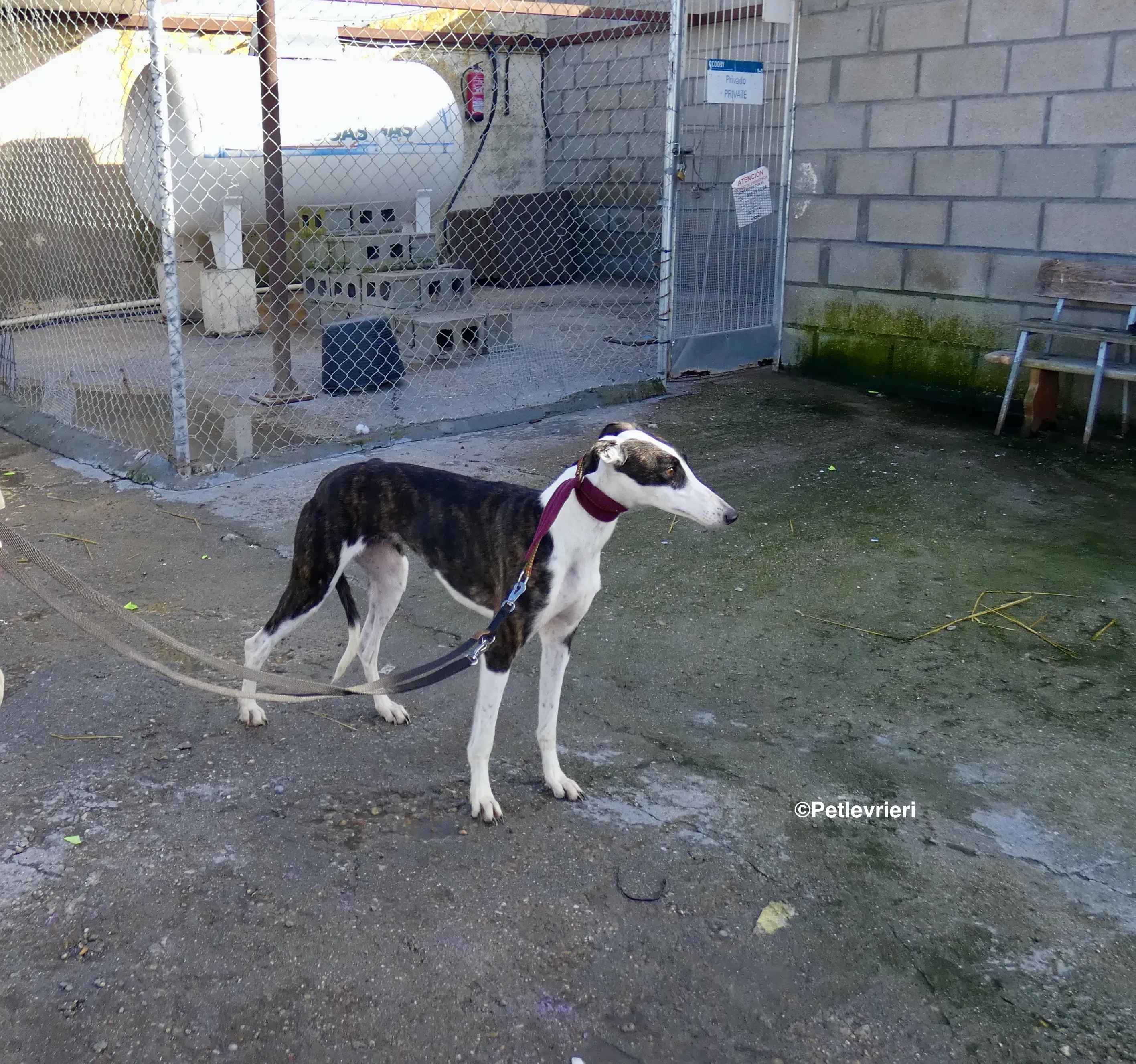 Sansa adozione levrieri galgo 12