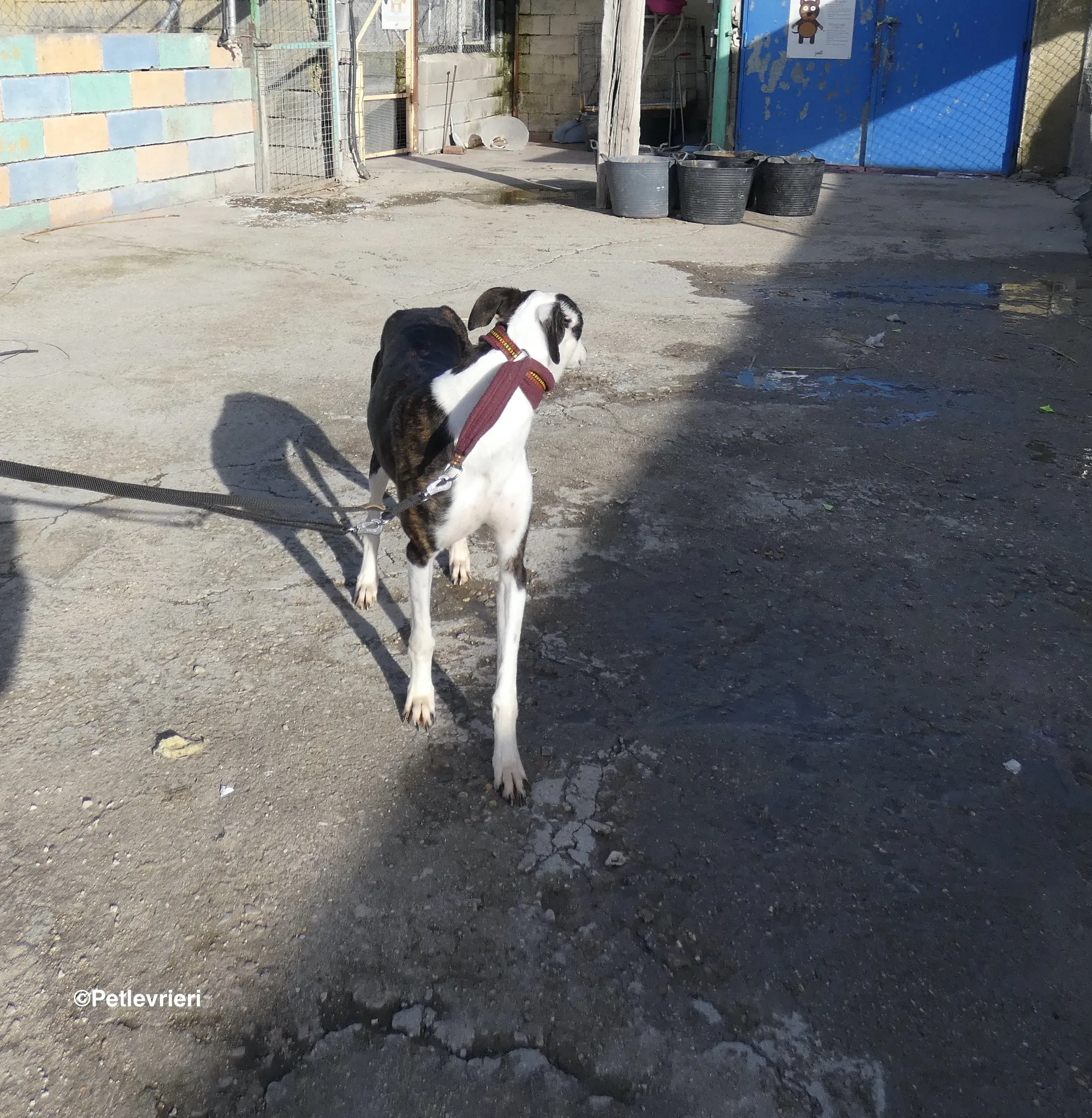 Sansa adozione levrieri galgo 13