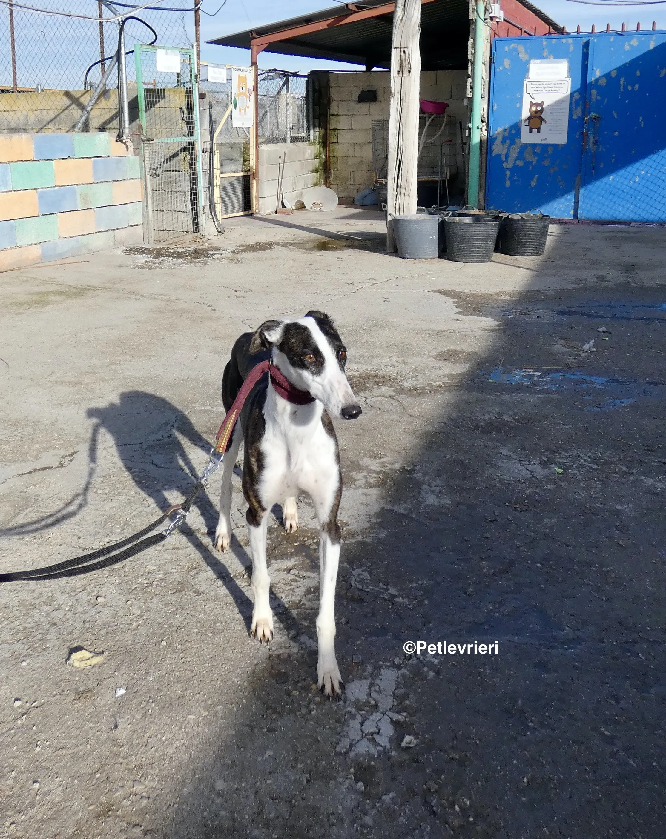 Sansa adozione levrieri galgo 14