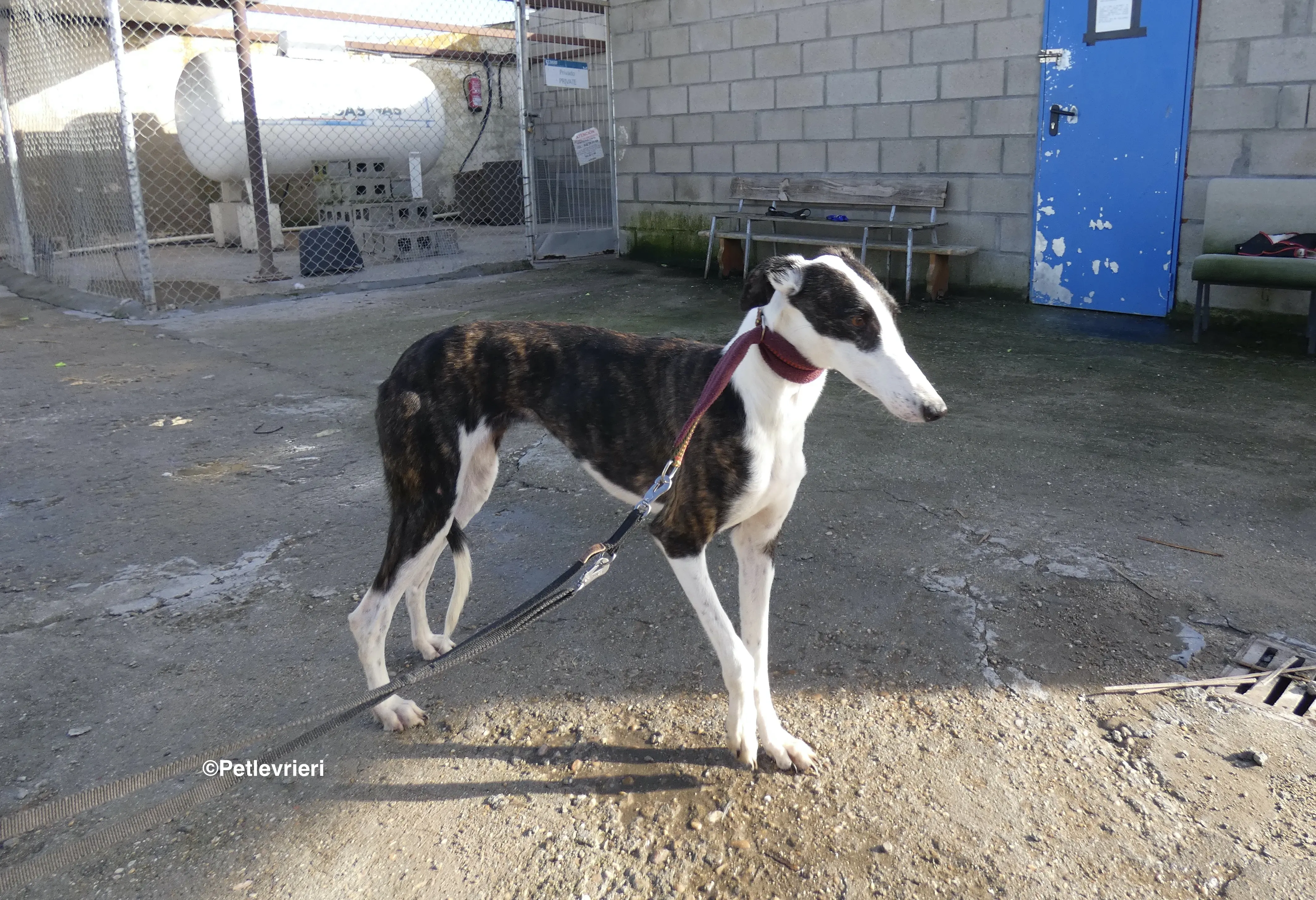 Sansa adozione levrieri galgo 15