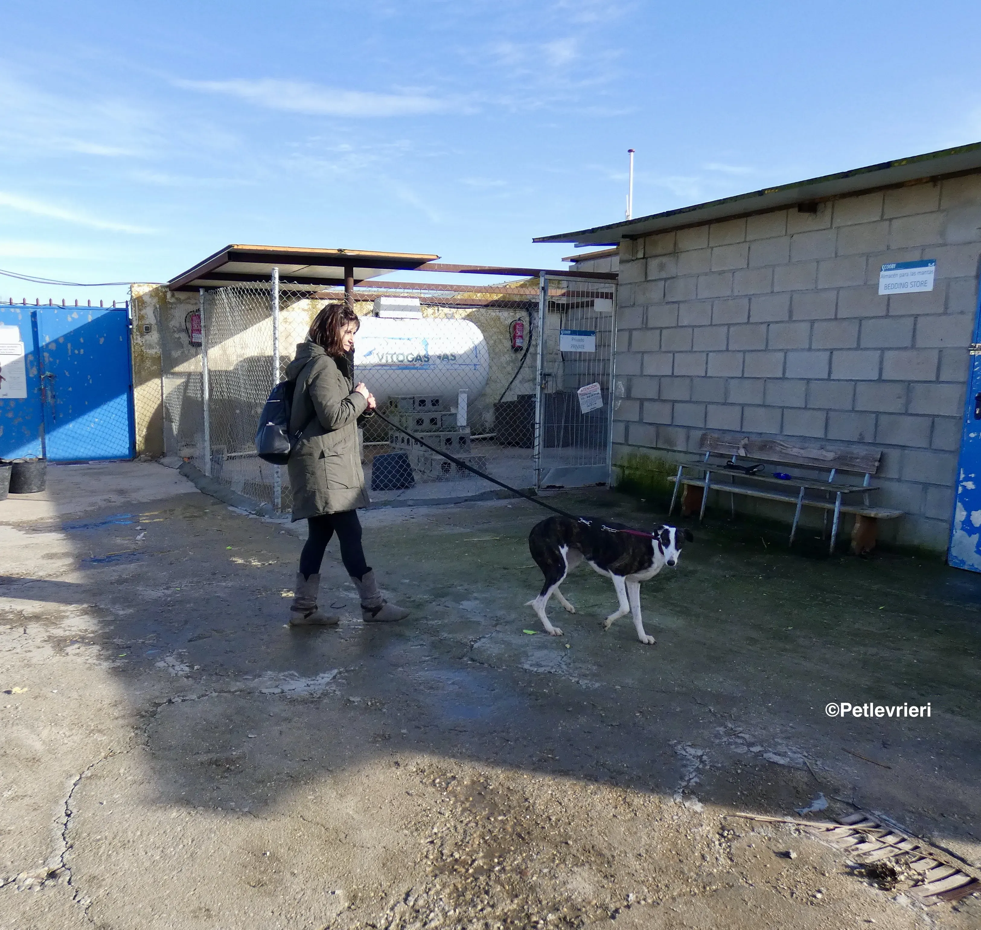 Sansa adozione levrieri galgo 16