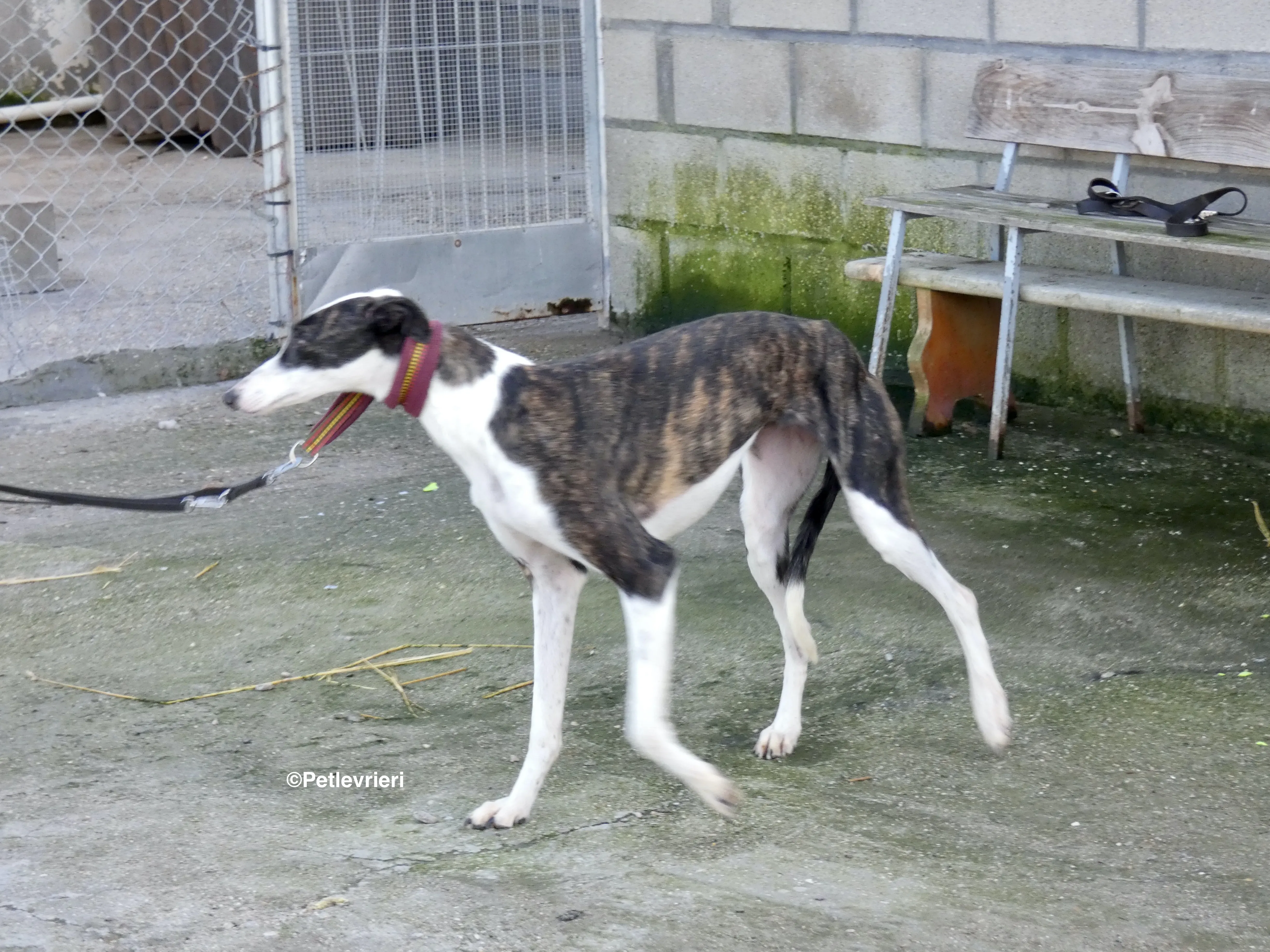 Sansa adozione levrieri galgo 17