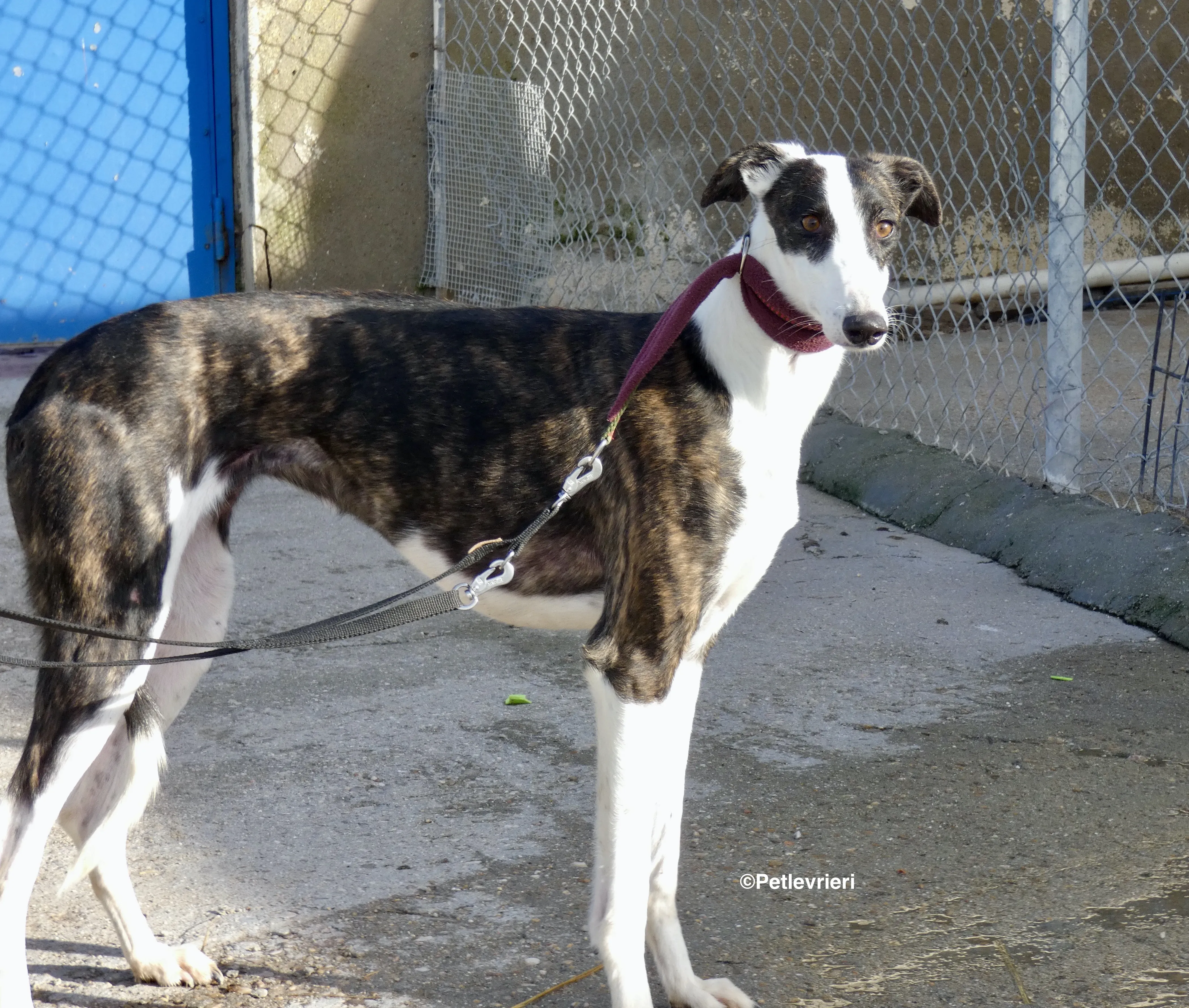 Sansa adozione levrieri galgo 18