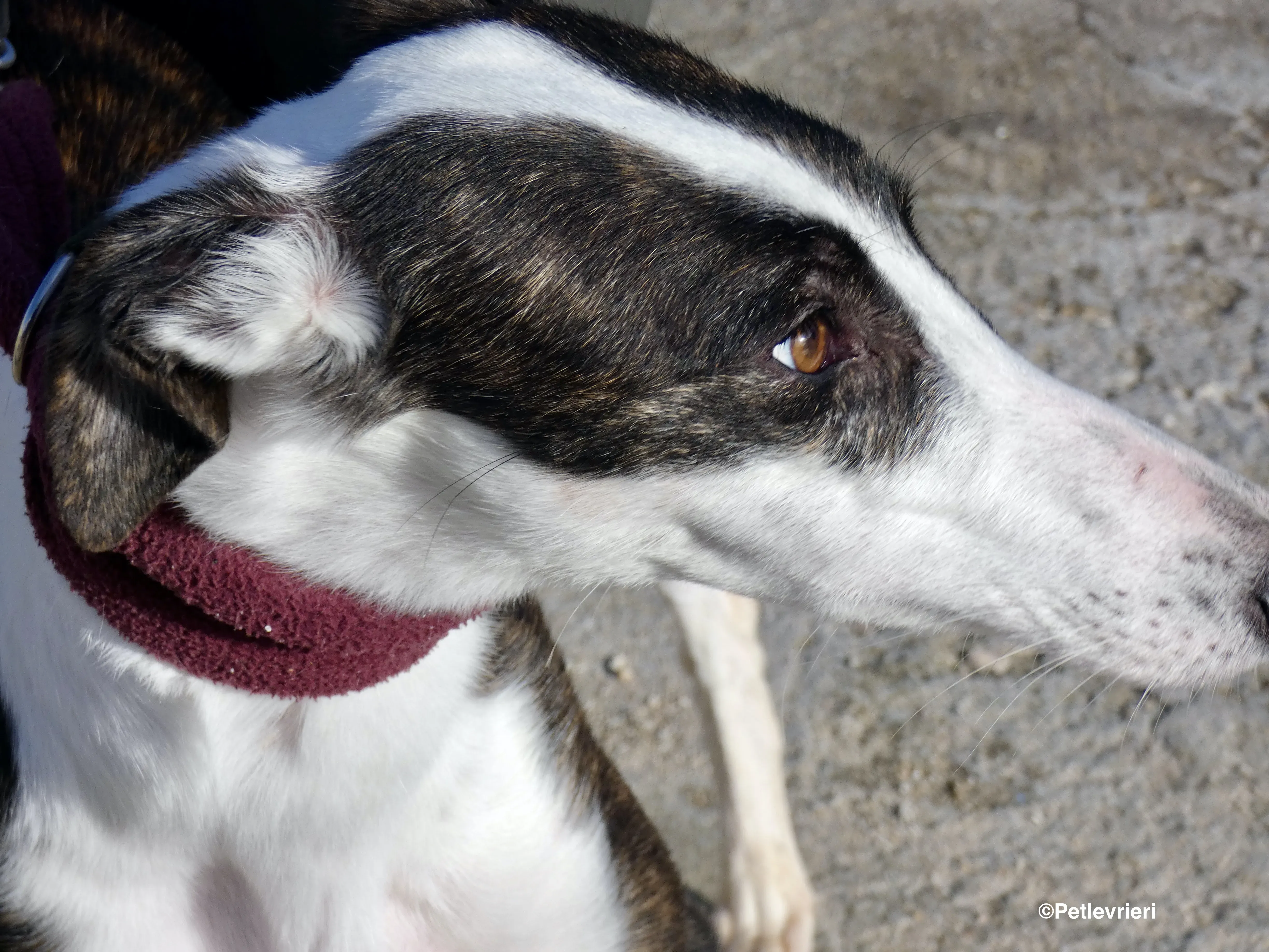 Sansa adozione levrieri galgo 19