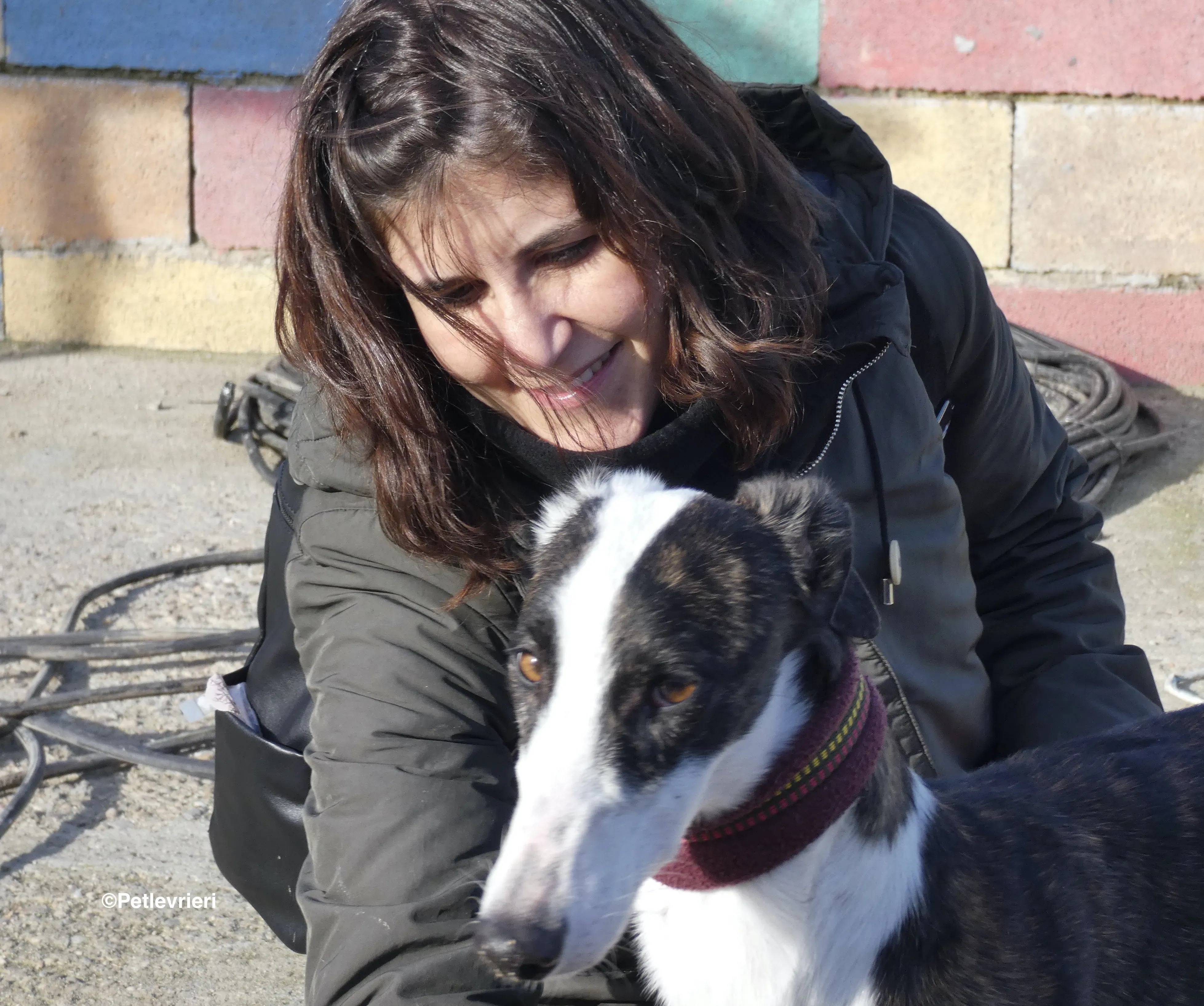 Sansa adozione levrieri galgo 20