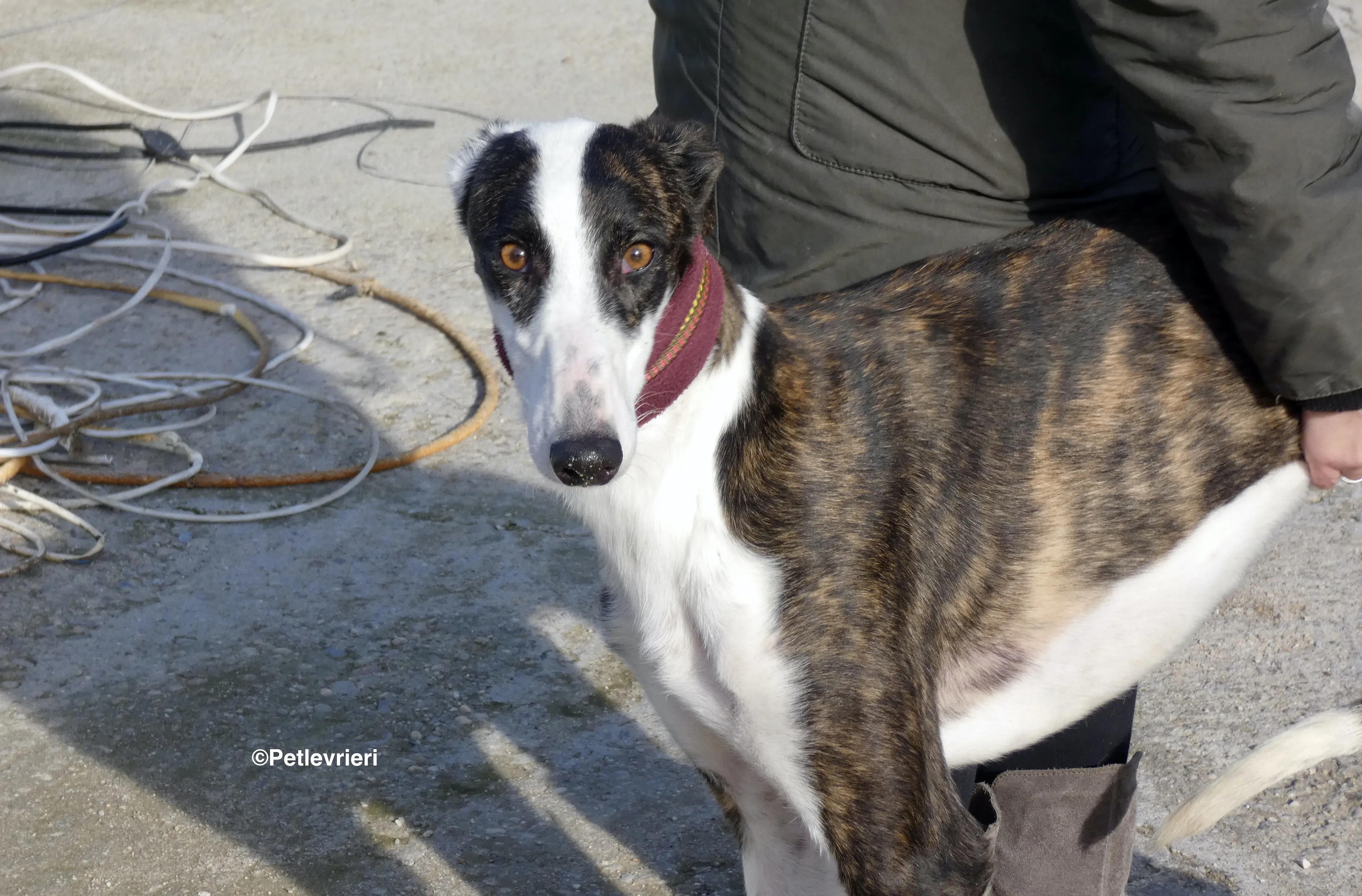 Sansa adozione levrieri galgo 21