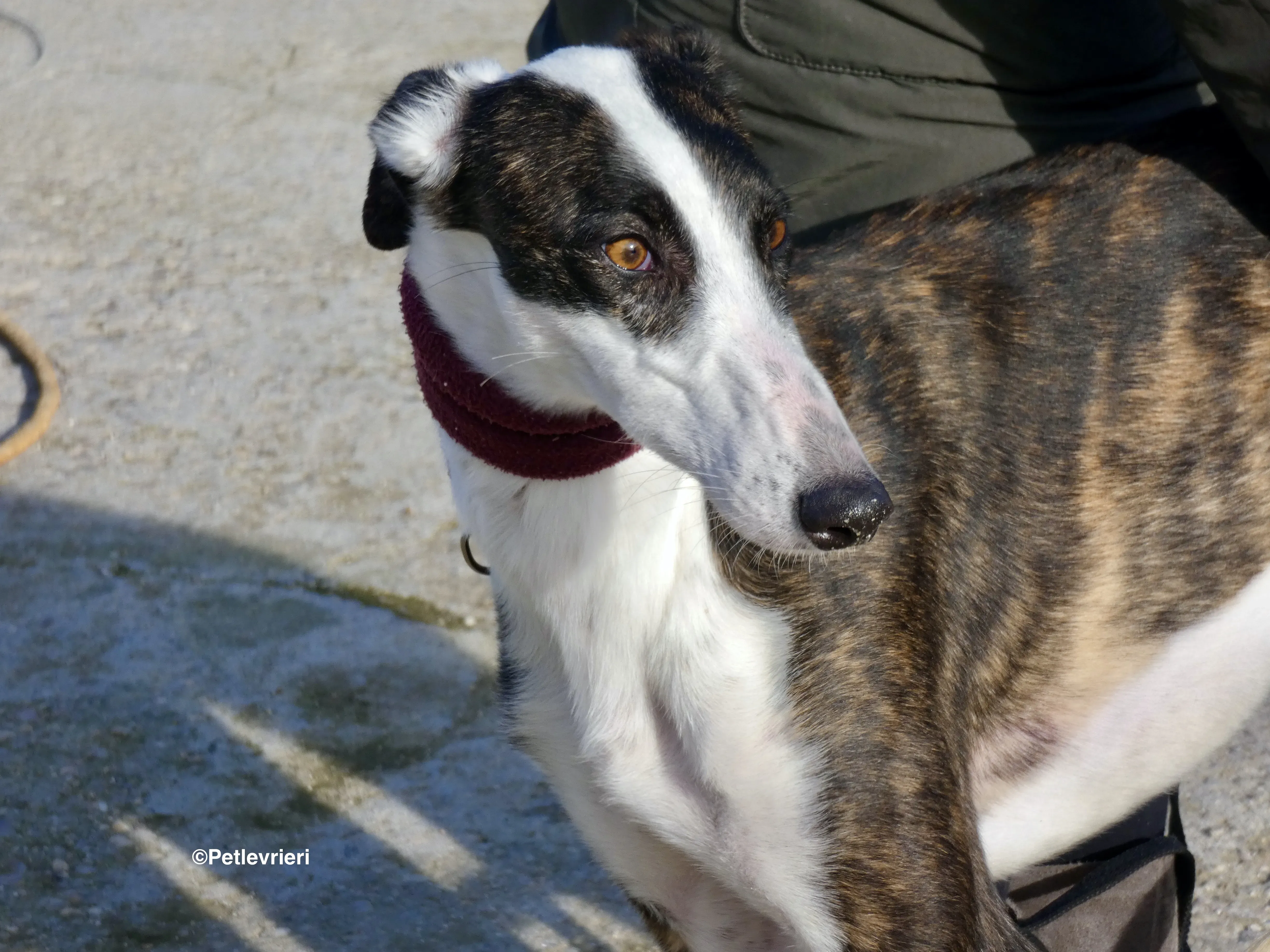 Sansa adozione levrieri galgo 22