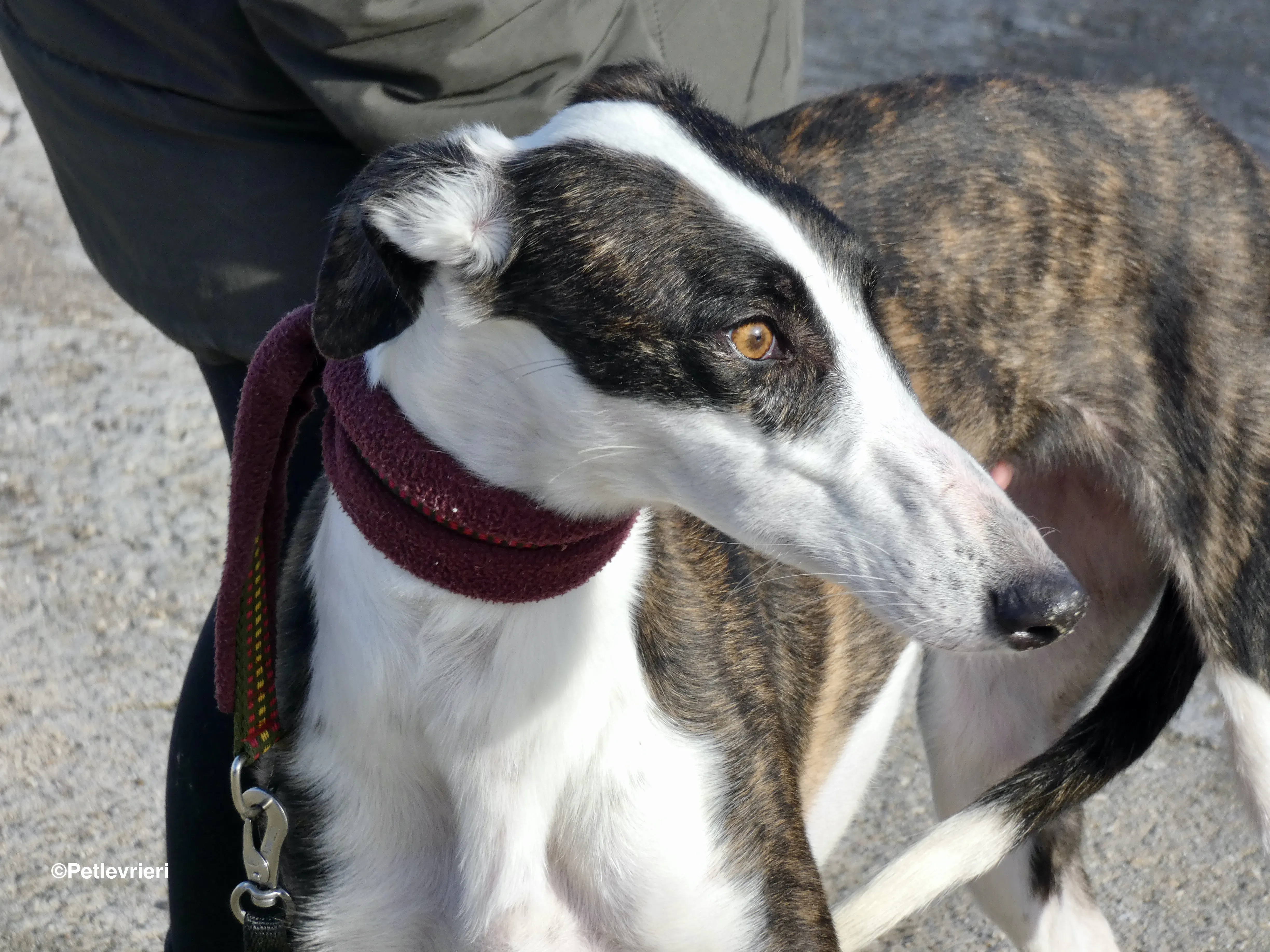 Sansa adozione levrieri galgo 23