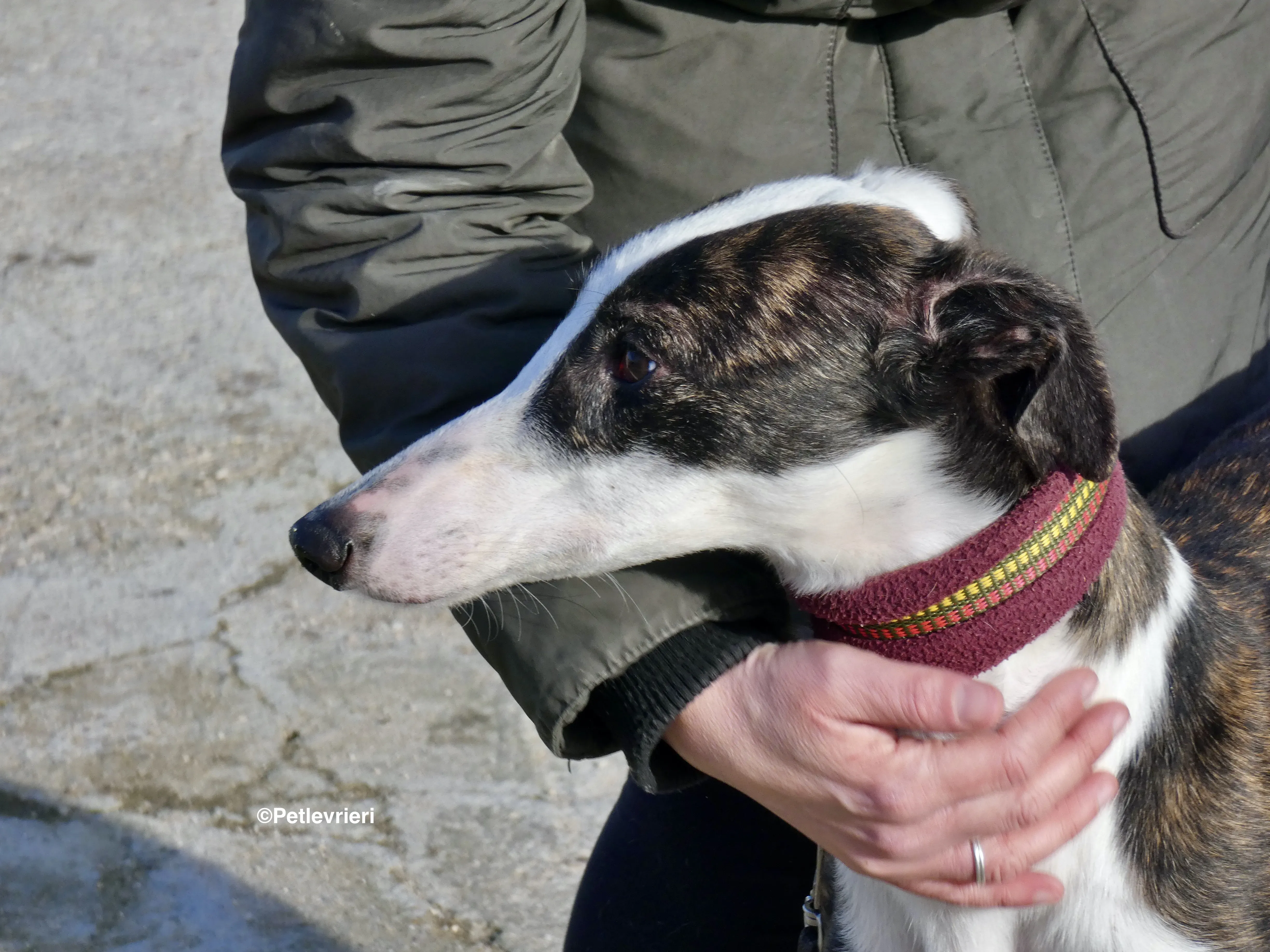 Sansa adozione levrieri galgo 24