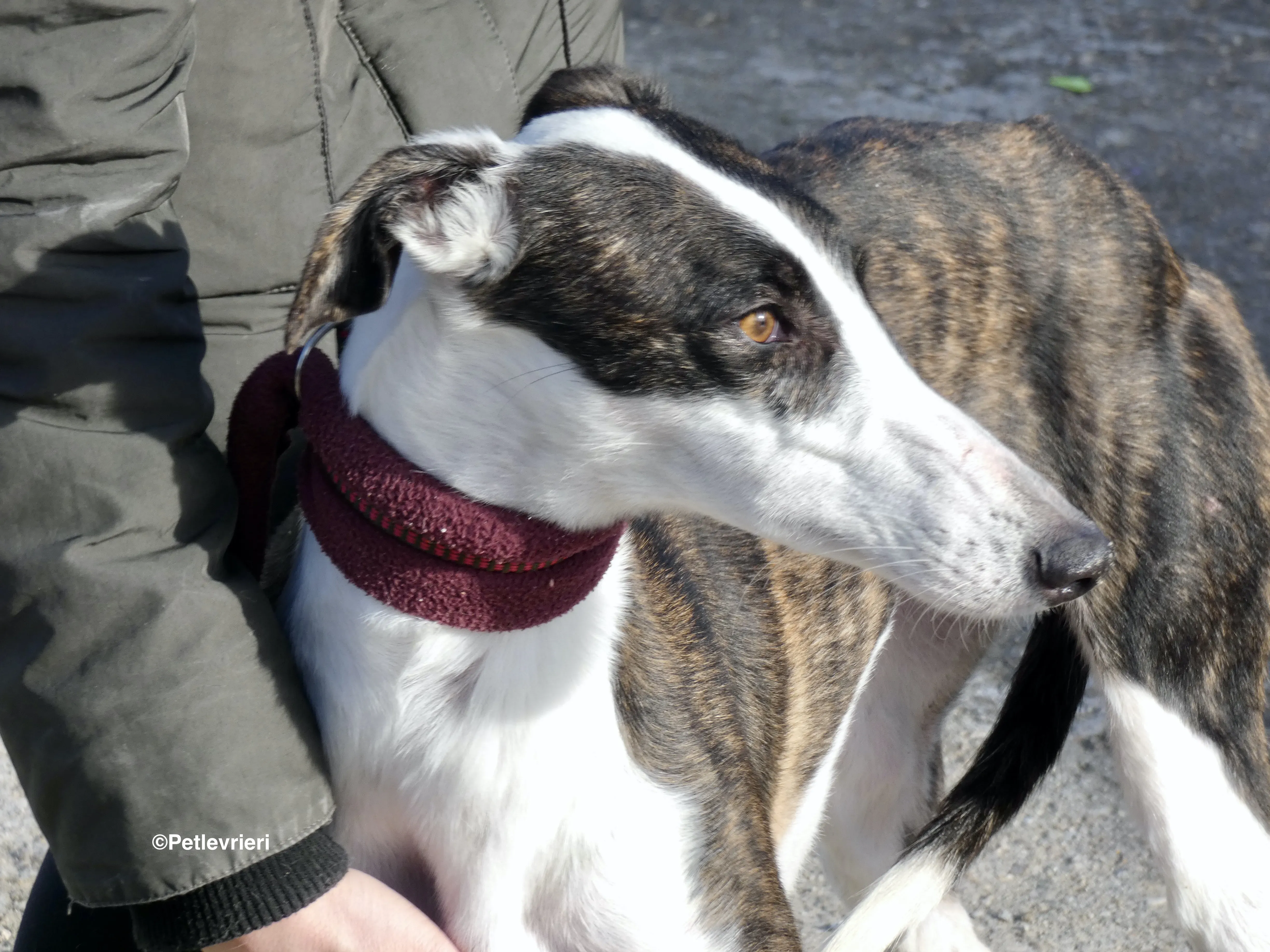 Sansa adozione levrieri galgo 25