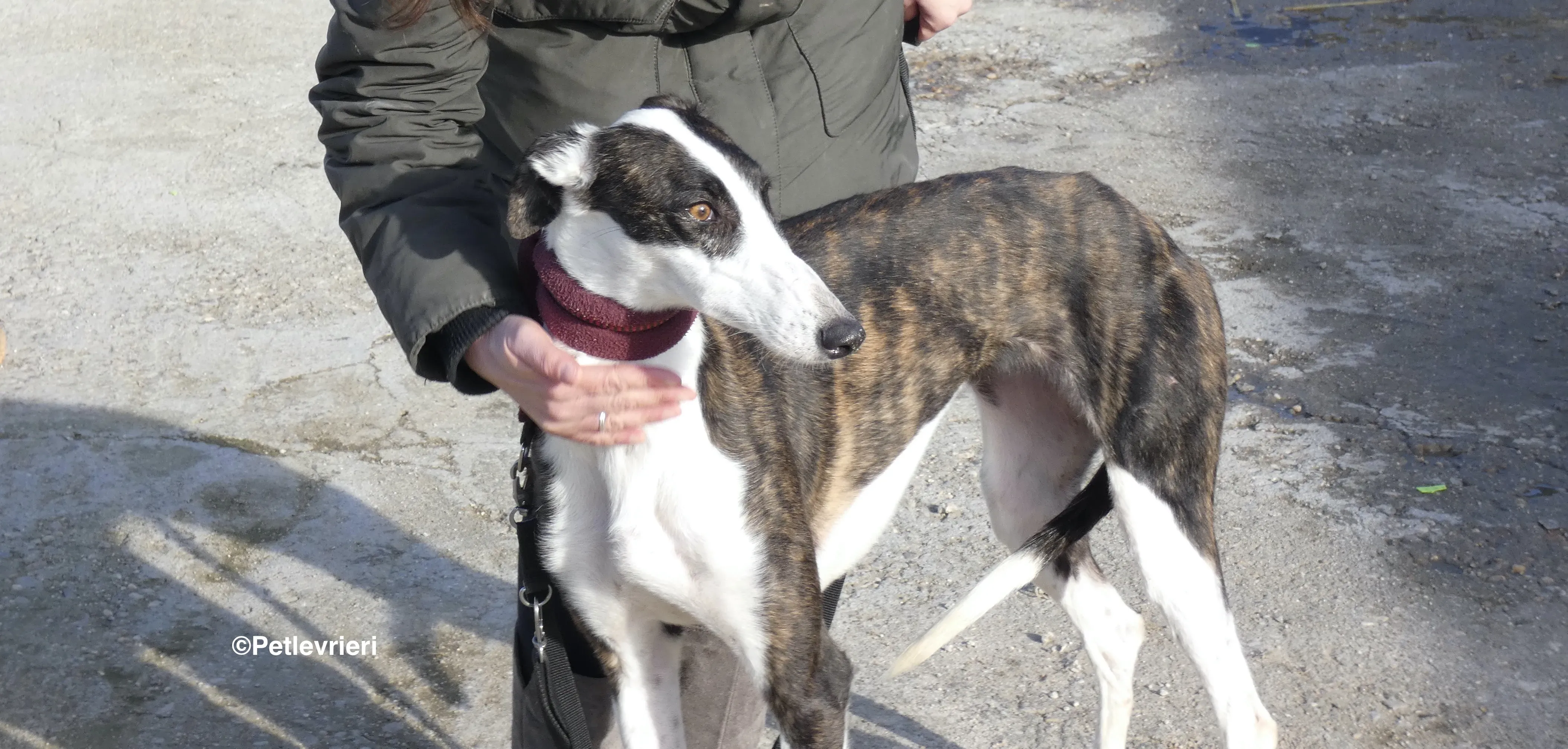 Sansa adozione levrieri galgo 26