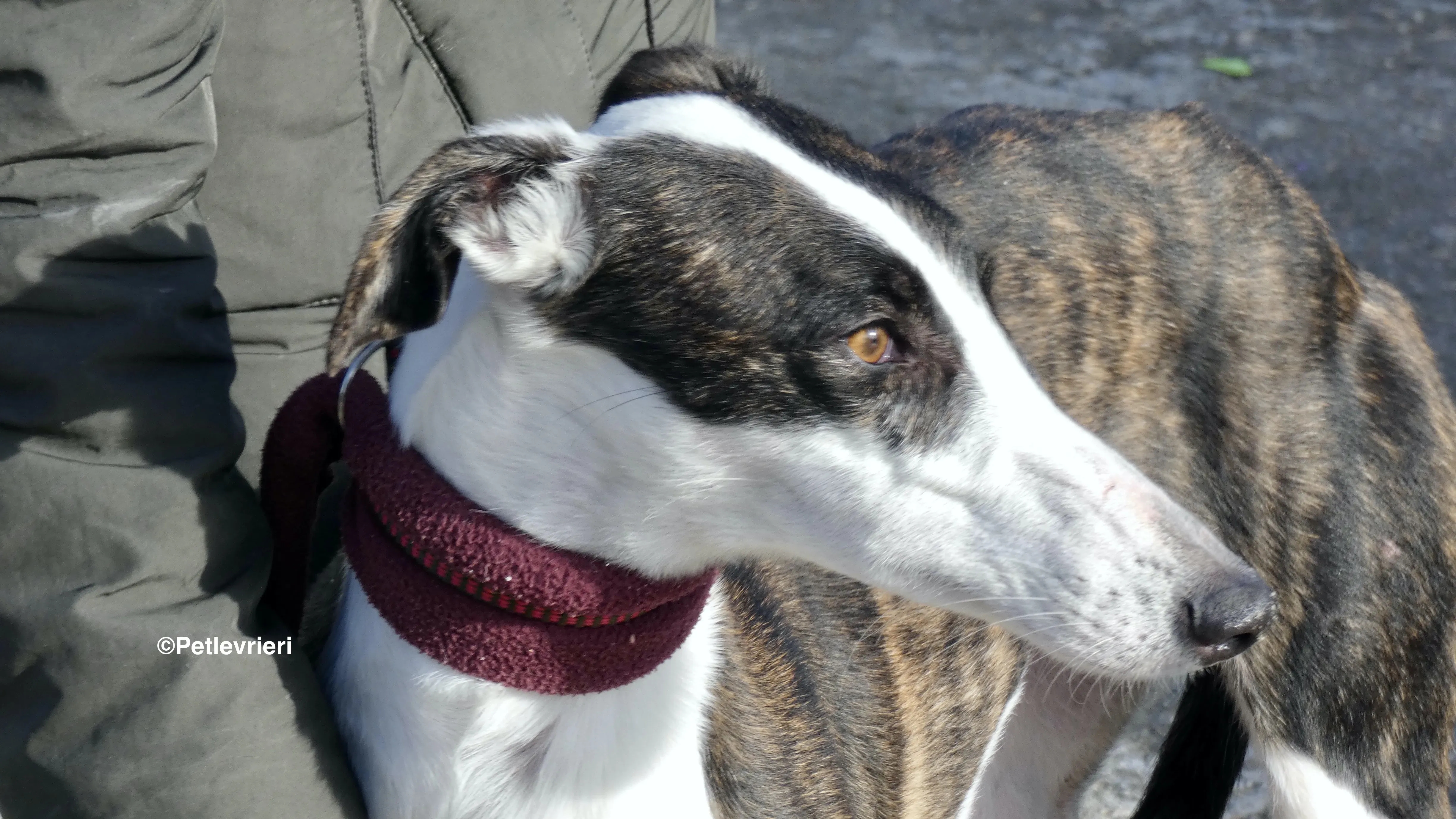 Sansa adozione levrieri galgo 27