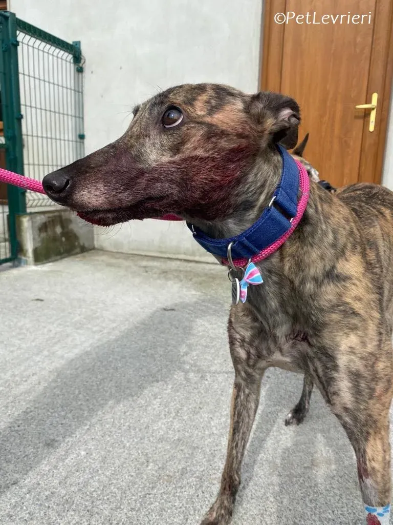 Saoirse adozione levrieri greyhound 1