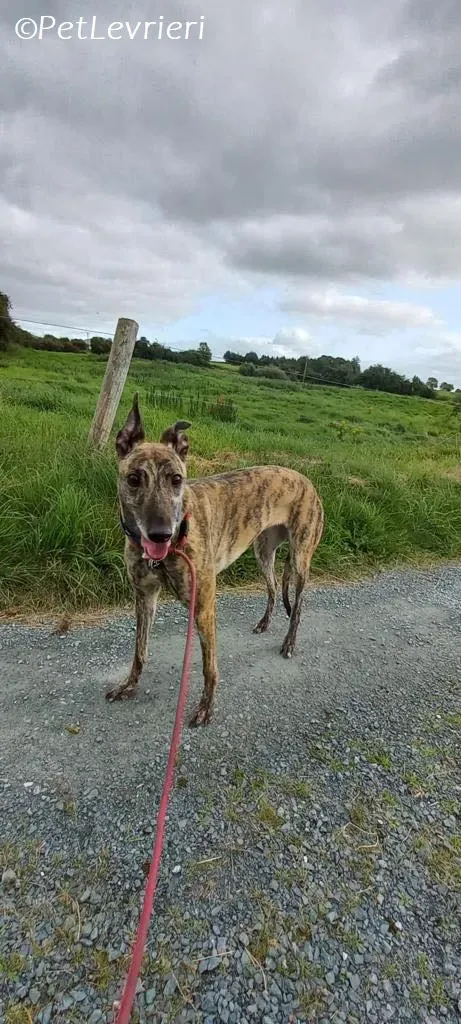 Saoirse adozione levrieri greyhound 10