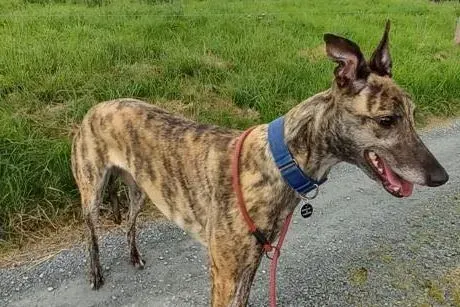 Saoirse adozione levrieri greyhound 11 e1693412235227