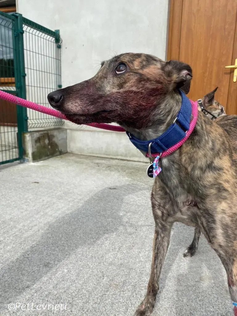 Saoirse adozione levrieri greyhound 2