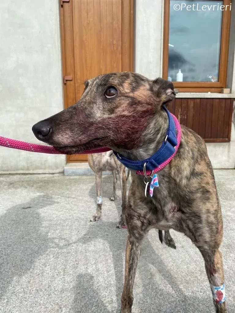 Saoirse adozione levrieri greyhound 4