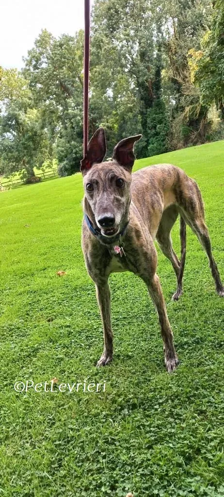 Saoirse adozione levrieri greyhound 5