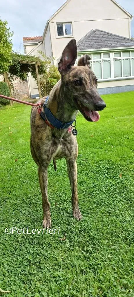 Saoirse adozione levrieri greyhound 6