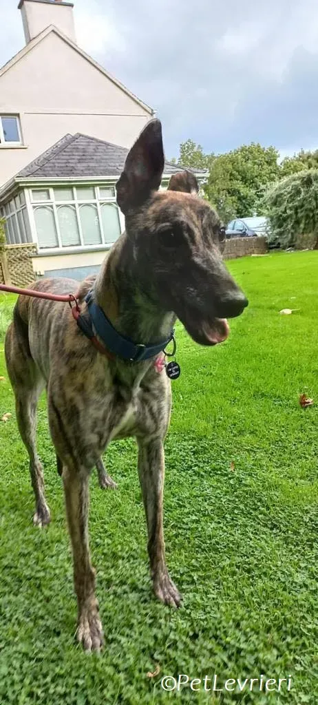 Saoirse adozione levrieri greyhound 7