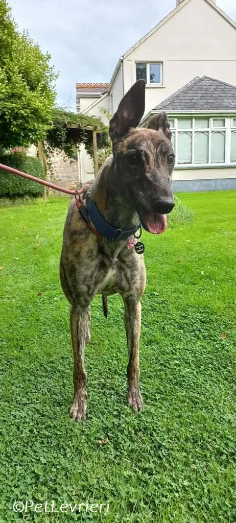 Saoirse adozione levrieri greyhound 8