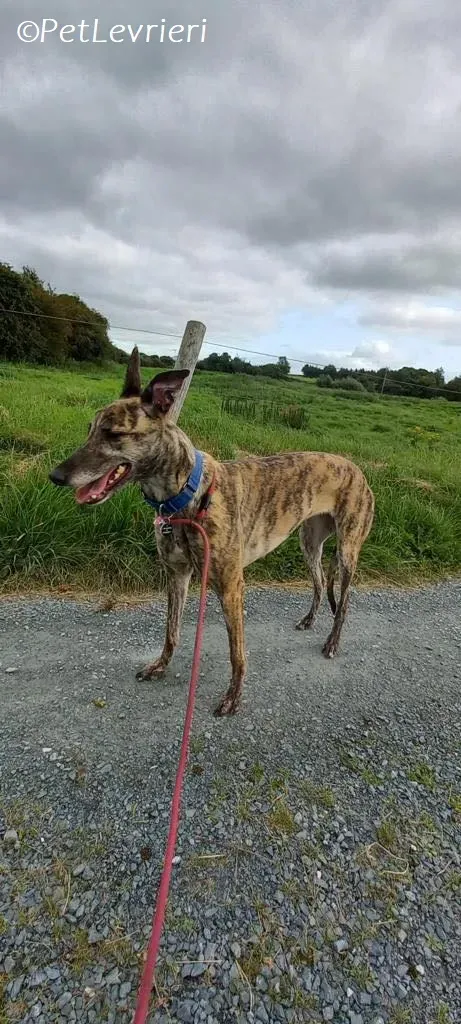 Saoirse adozione levrieri greyhound 9