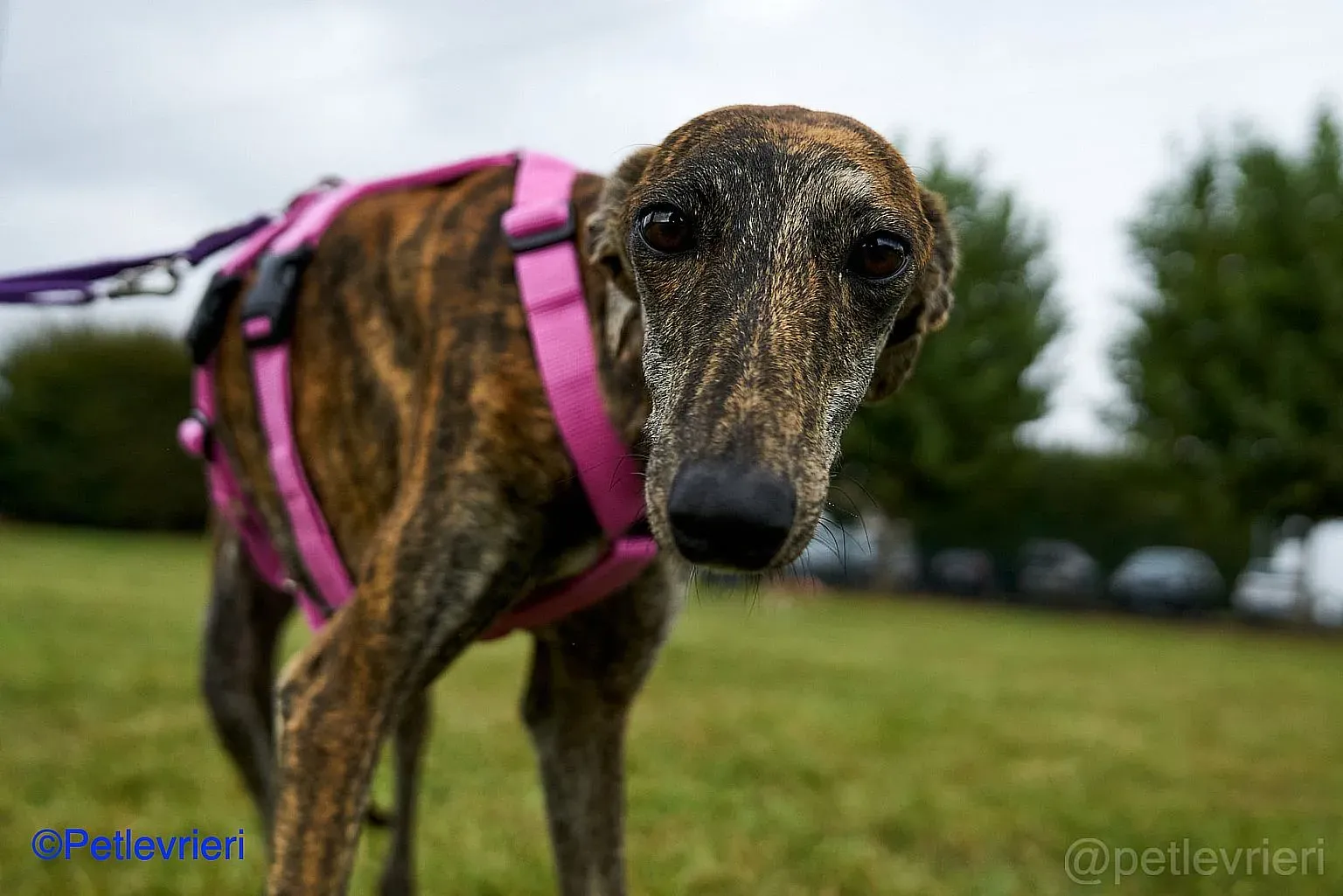 Sara adozione levrieri galgo 01