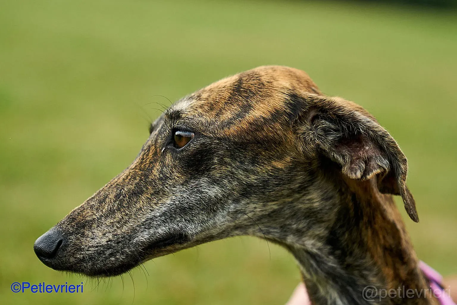 Sara adozione levrieri galgo 010