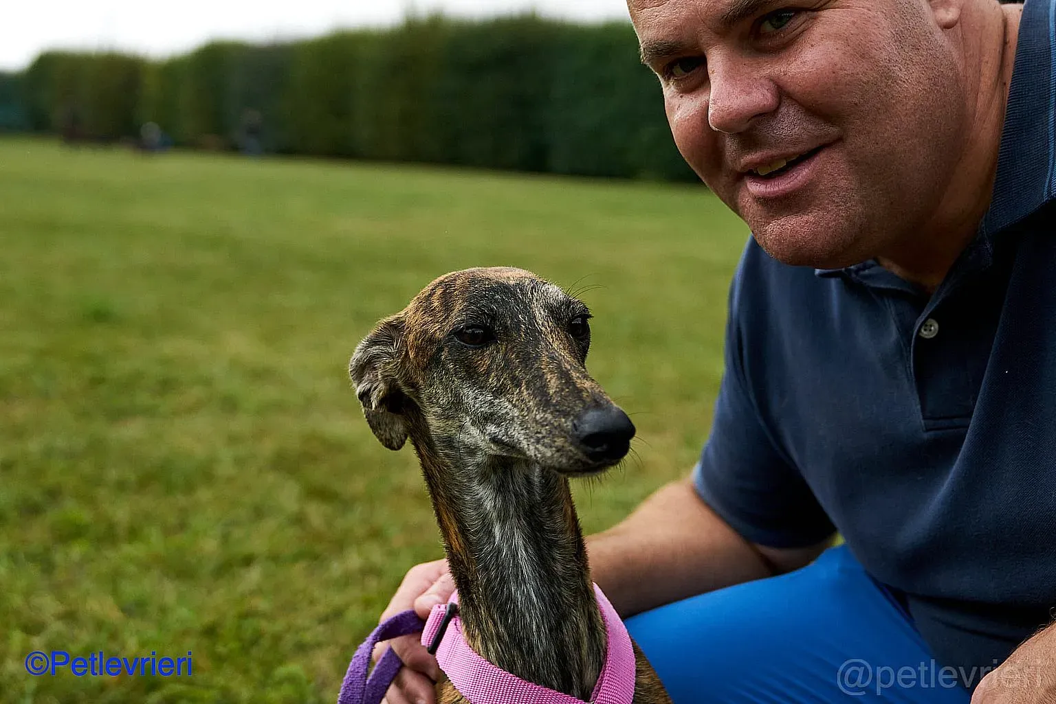 Sara adozione levrieri galgo 011