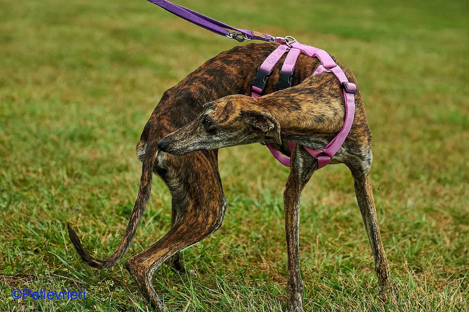 Sara adozione levrieri galgo 012