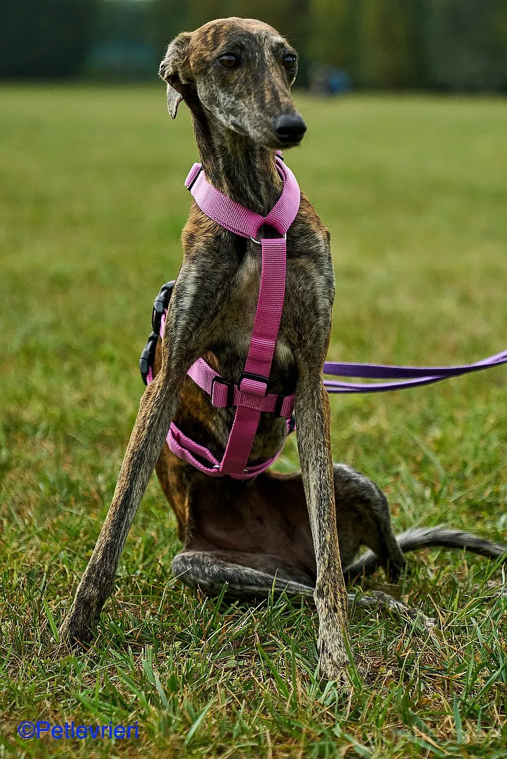 Sara adozione levrieri galgo 013