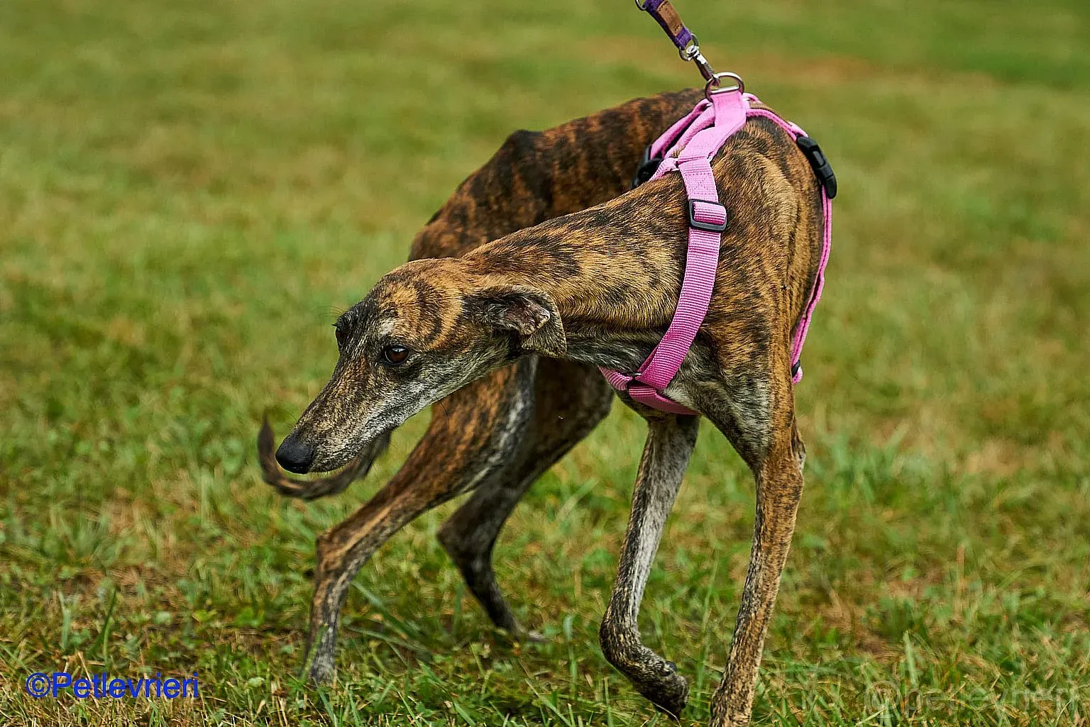 Sara adozione levrieri galgo 014