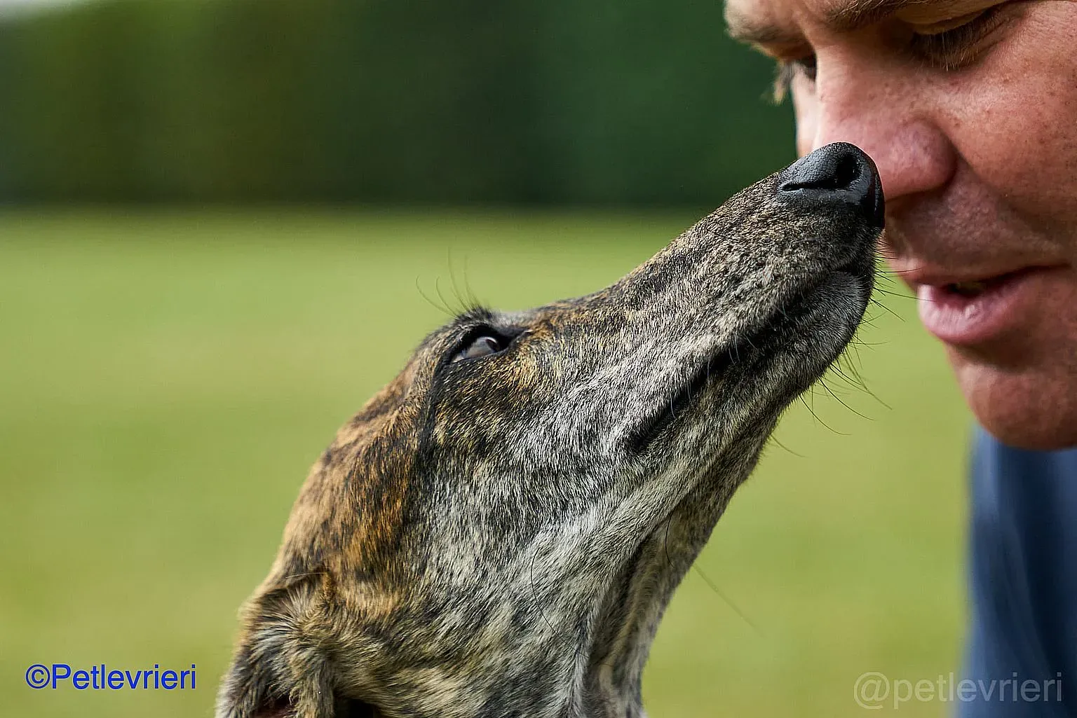 Sara adozione levrieri galgo 015