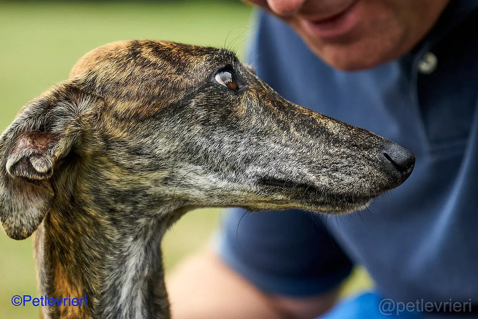 Sara adozione levrieri galgo 02